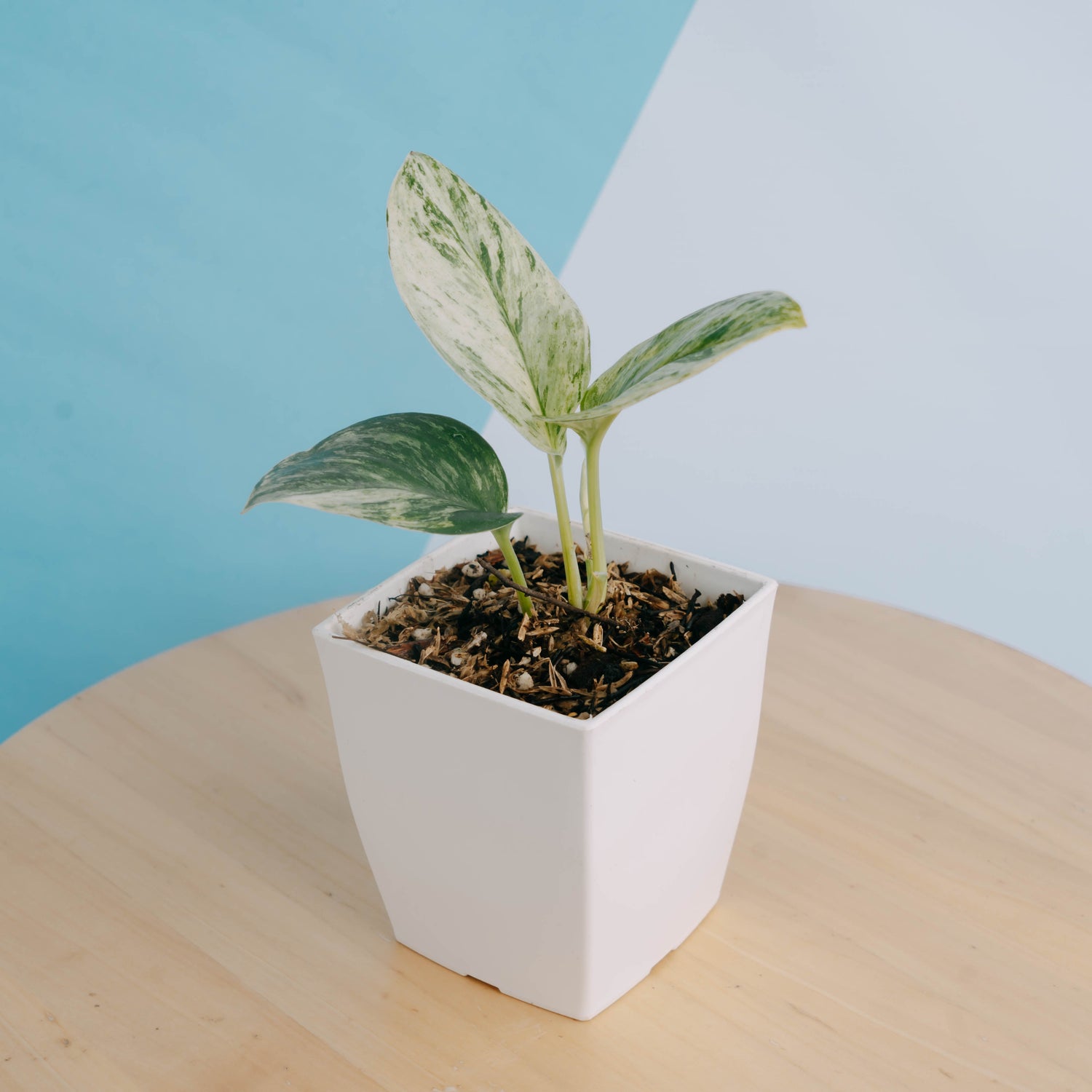 🎁 Scindapsus moonlight marble variegated (100% off)