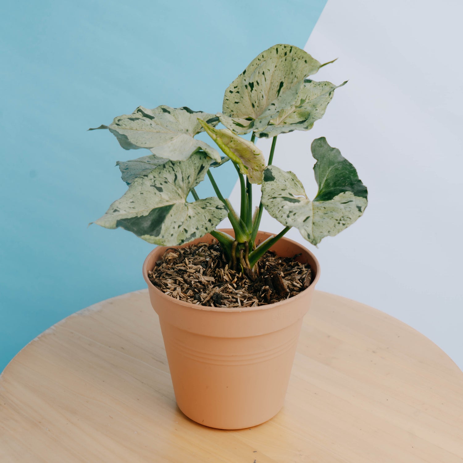 Syngonium Green Splash Big size