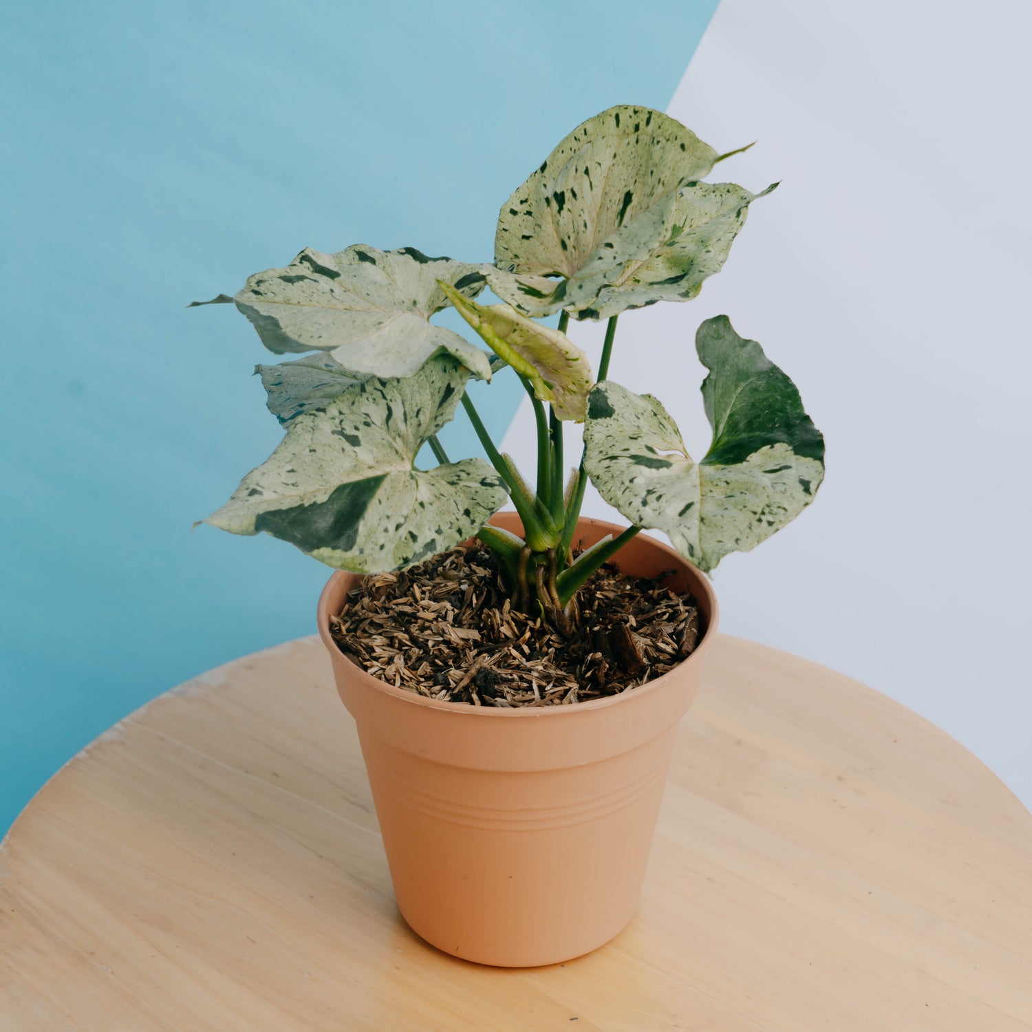 Syngonium Green Splash Big size