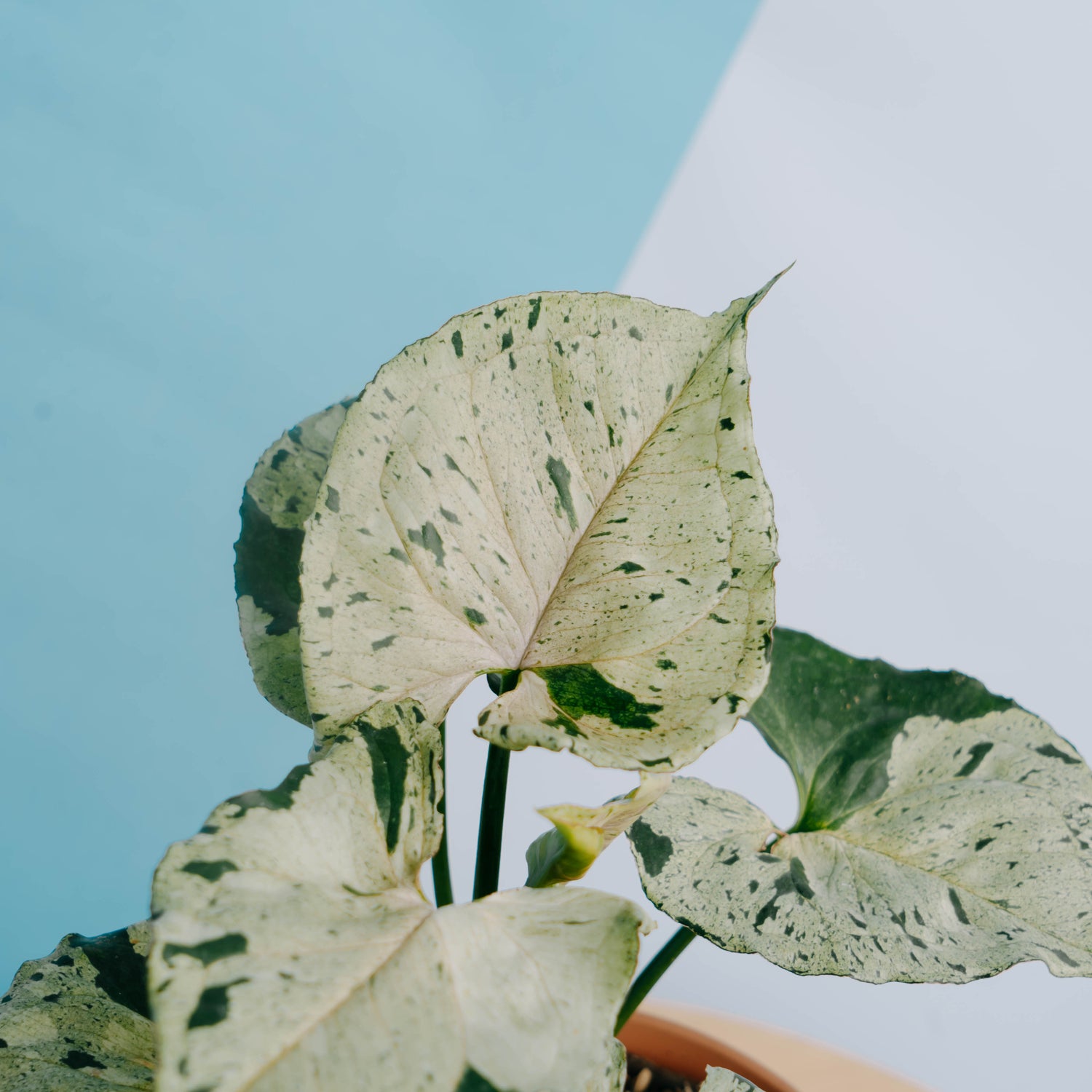 Syngonium Green Splash Big size