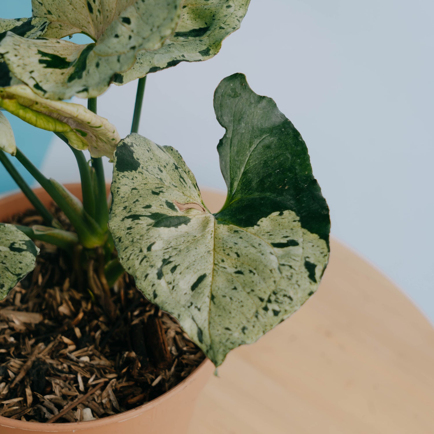 Syngonium Green Splash Big size