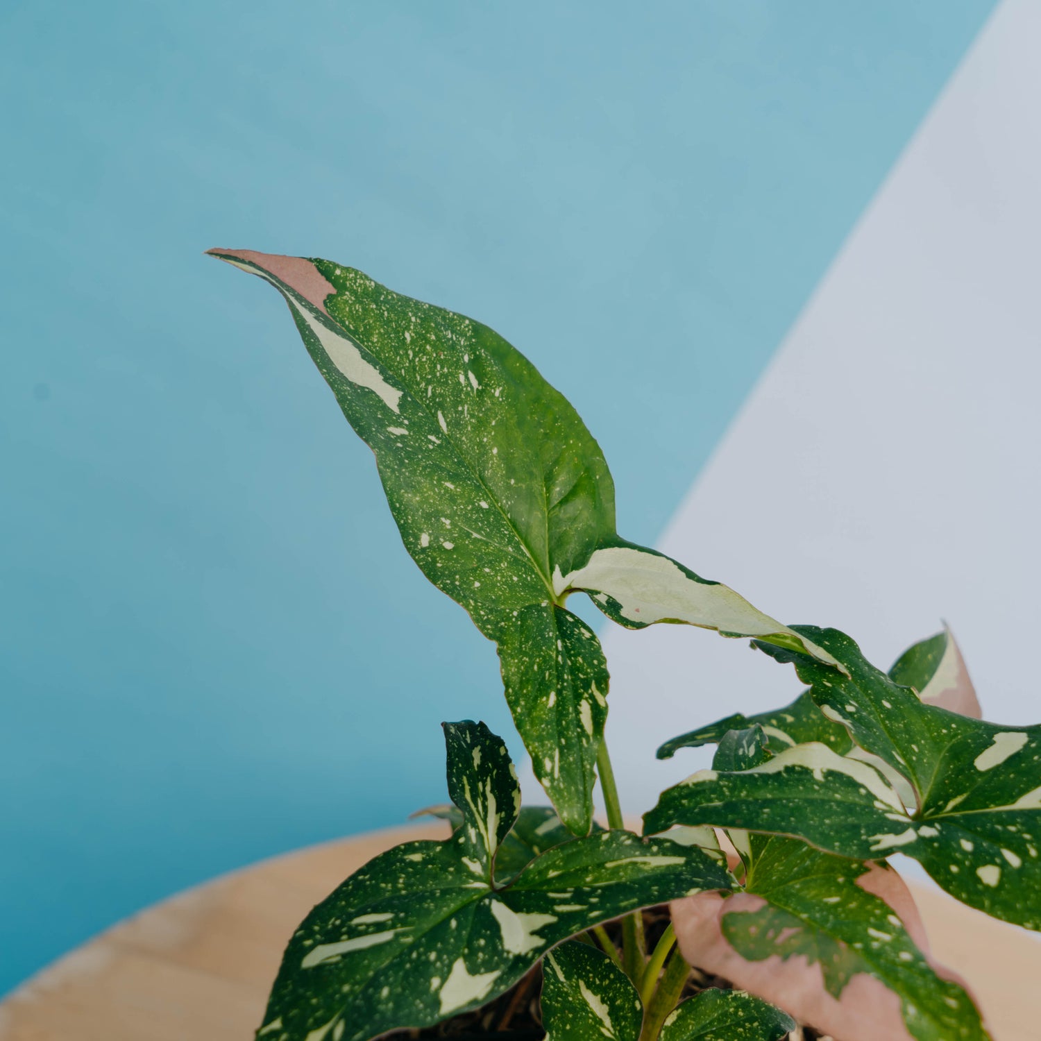 Syngonium Red Spot Tricolor - Greenspaces.id