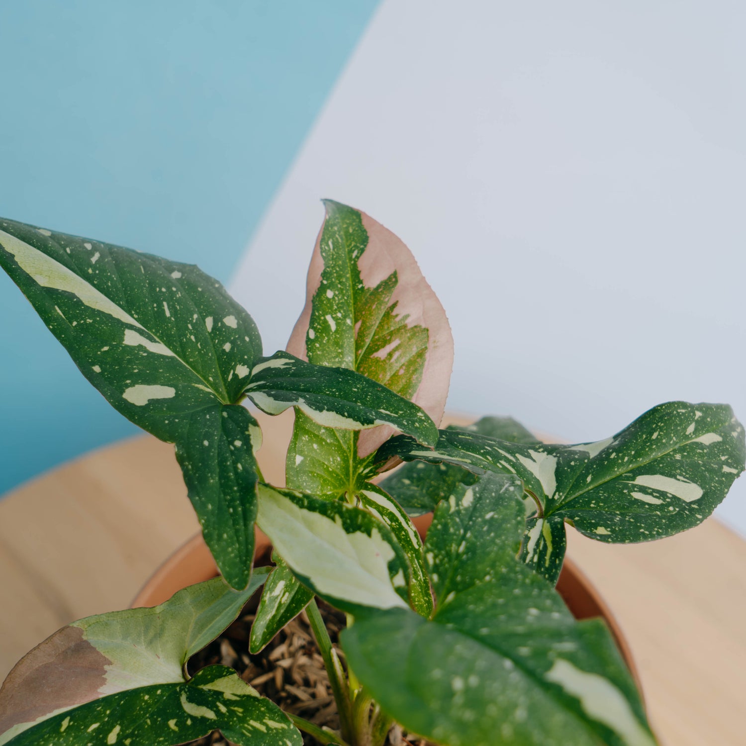 Syngonium Red Spot Tricolor - Greenspaces.id