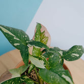 Syngonium Red Spot Tricolor - Greenspaces.id