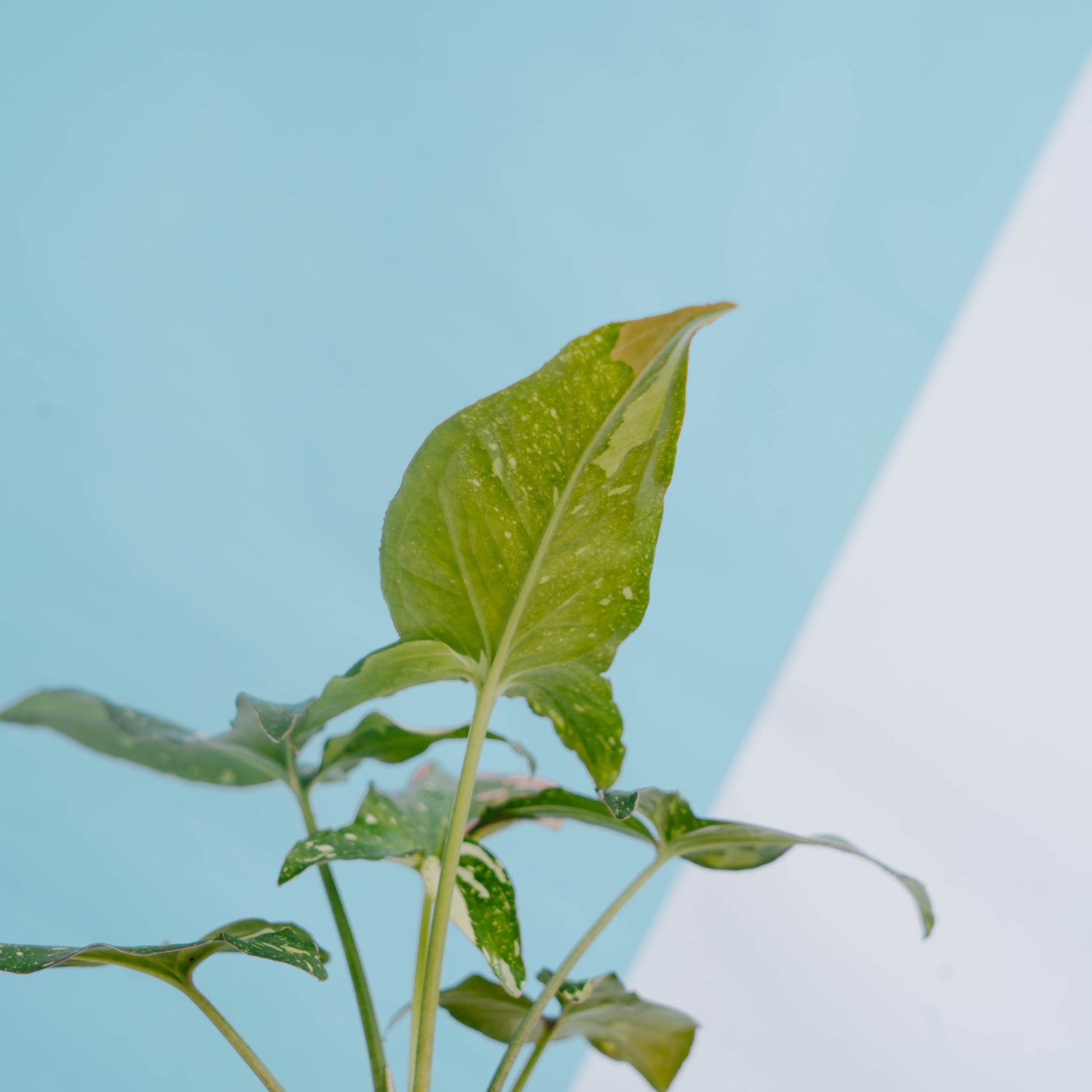 Syngonium Red Spot Tricolor - Greenspaces.id