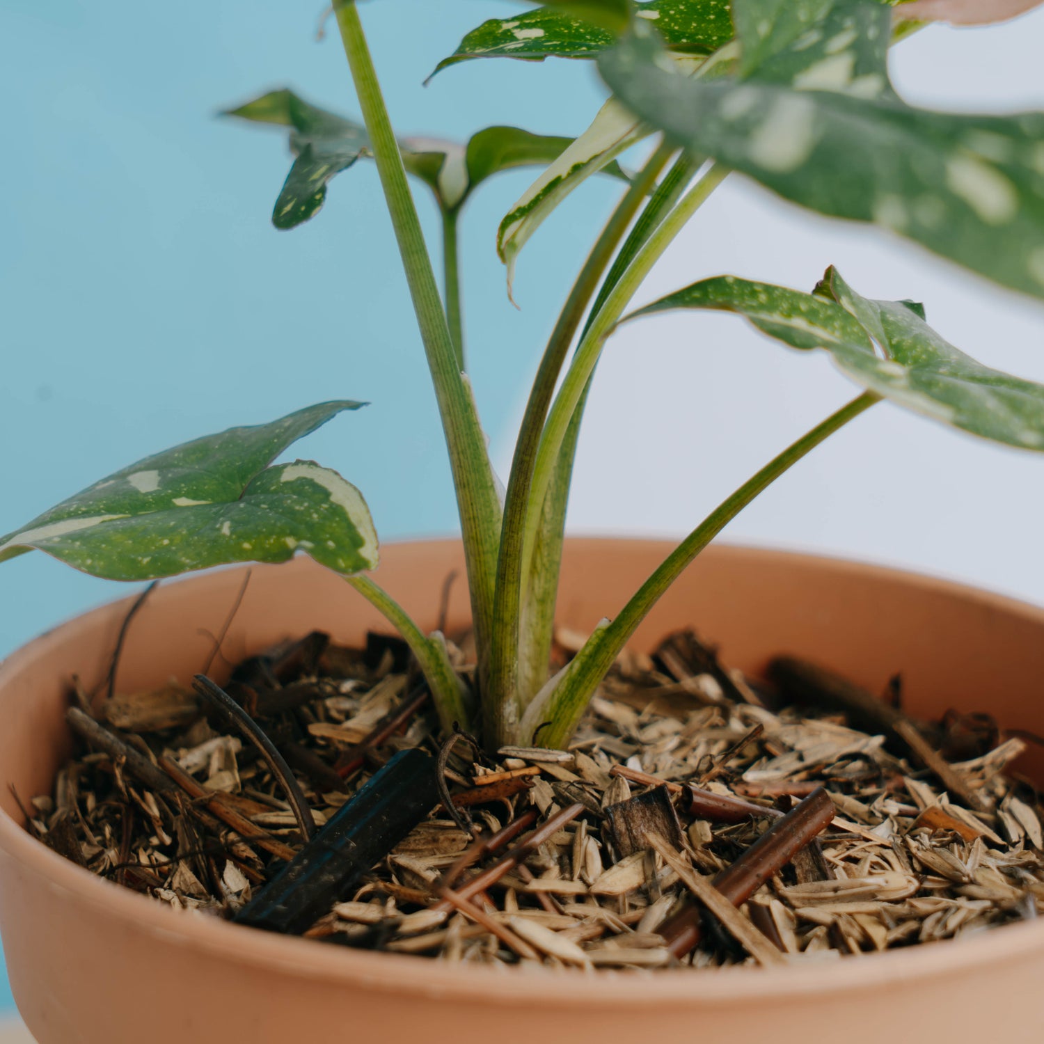 Syngonium Red Spot Tricolor - Greenspaces.id
