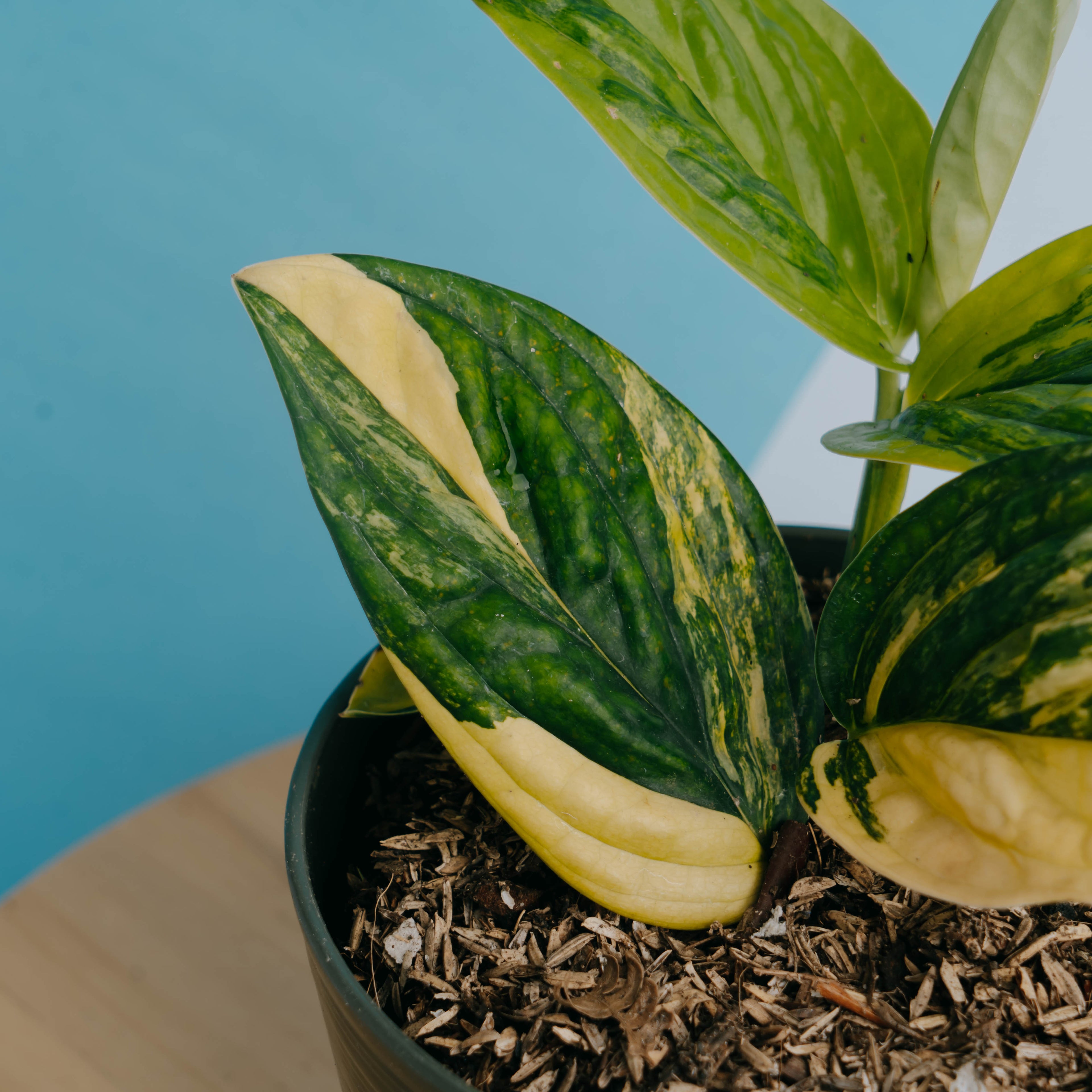 Monstera karstenianum variegated - Greenspaces.id