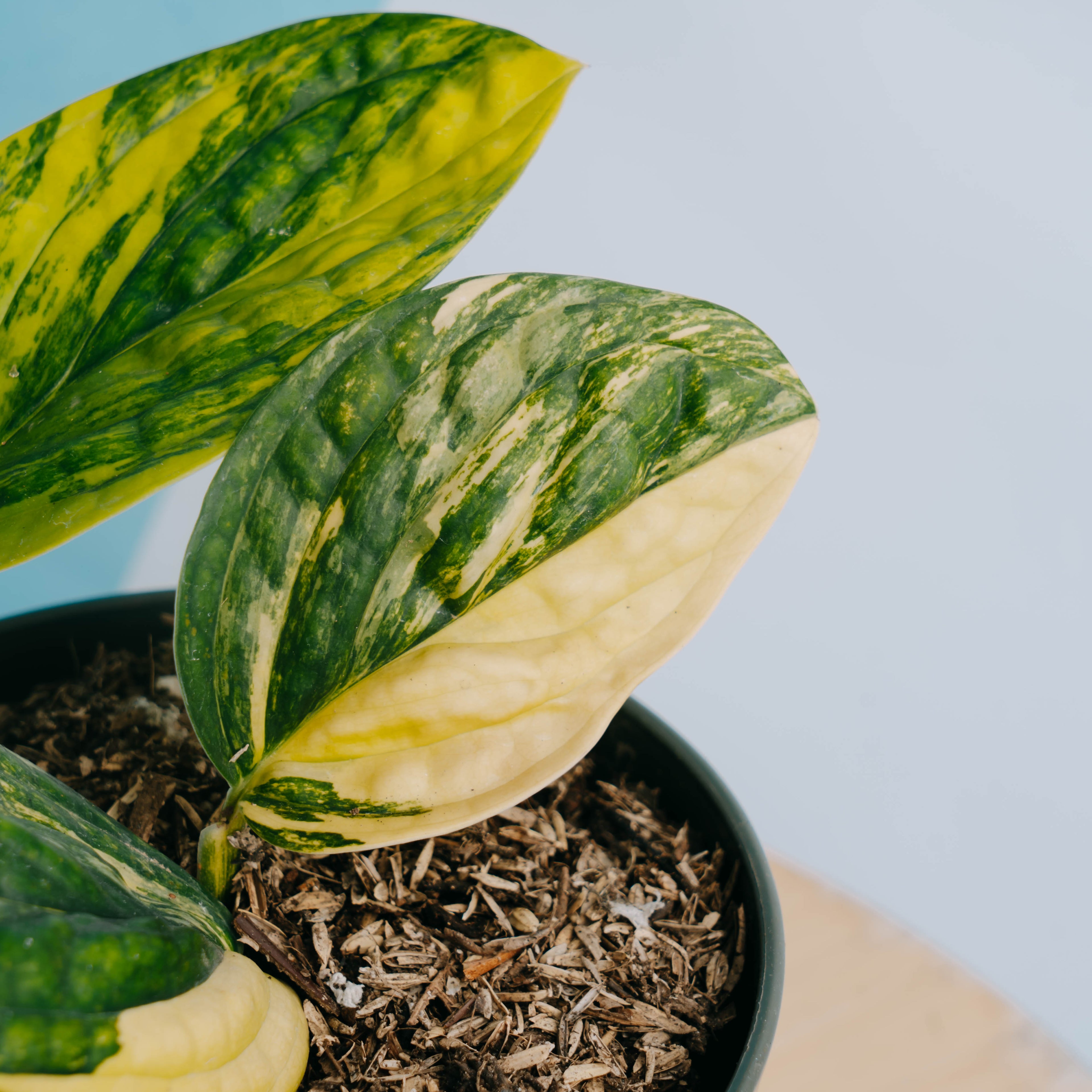 Monstera karstenianum variegated - Greenspaces.id