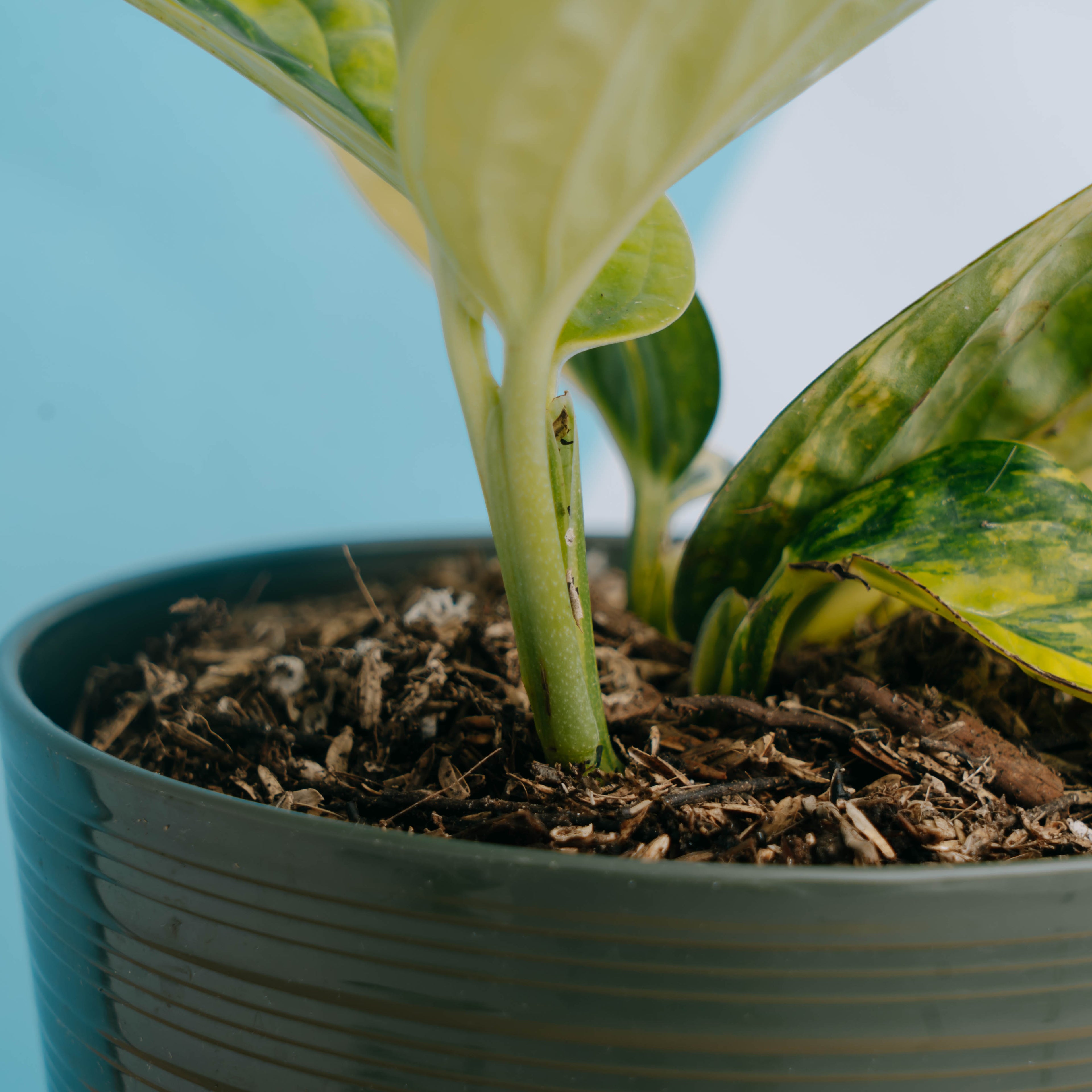 Monstera karstenianum variegated - Greenspaces.id