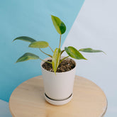 Philodendron avocado shake - Greenspaces.id