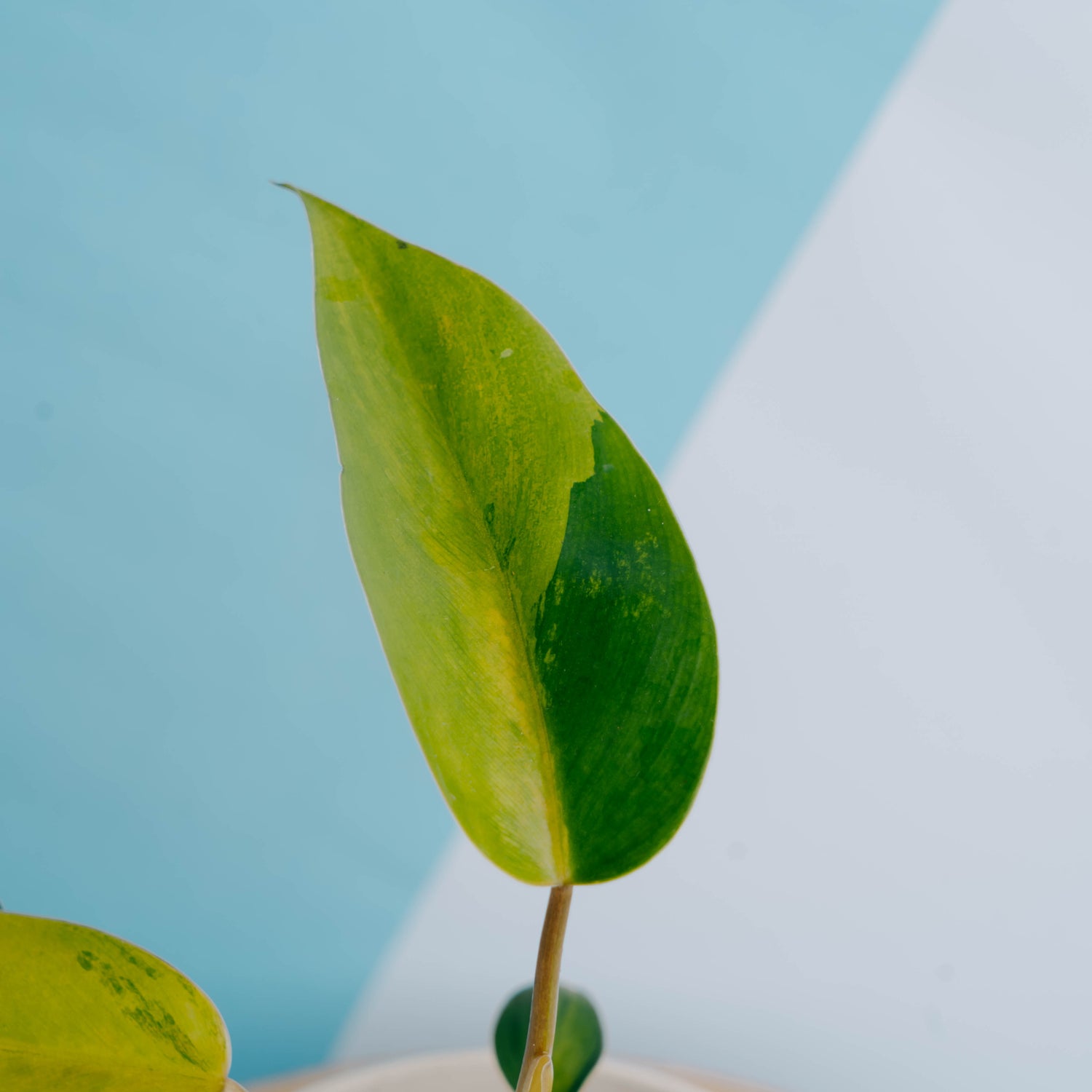 Philodendron avocado shake - Greenspaces.id