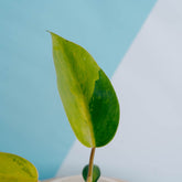 Philodendron avocado shake - Greenspaces.id