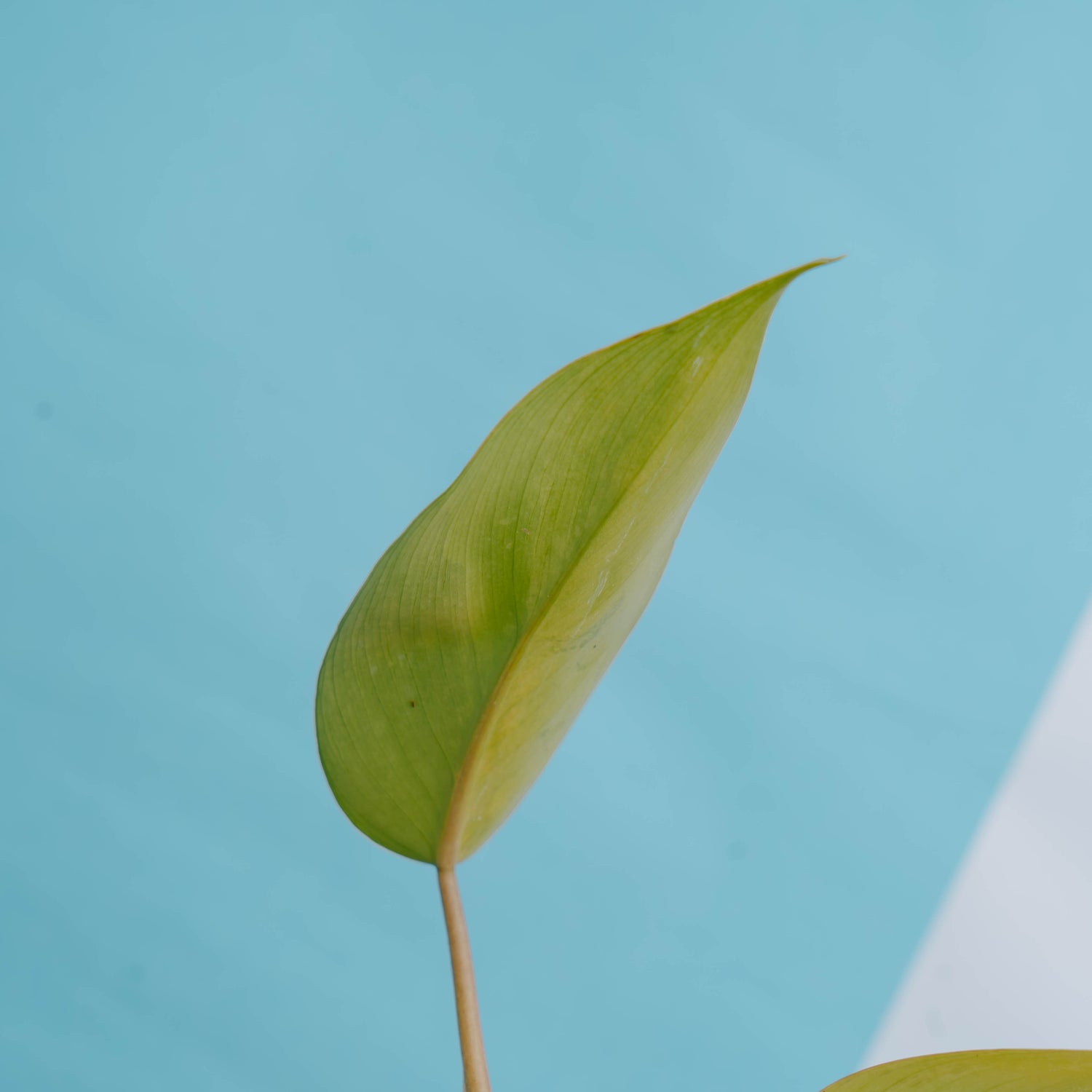 Philodendron avocado shake - Greenspaces.id