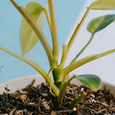 Philodendron avocado shake - Greenspaces.id