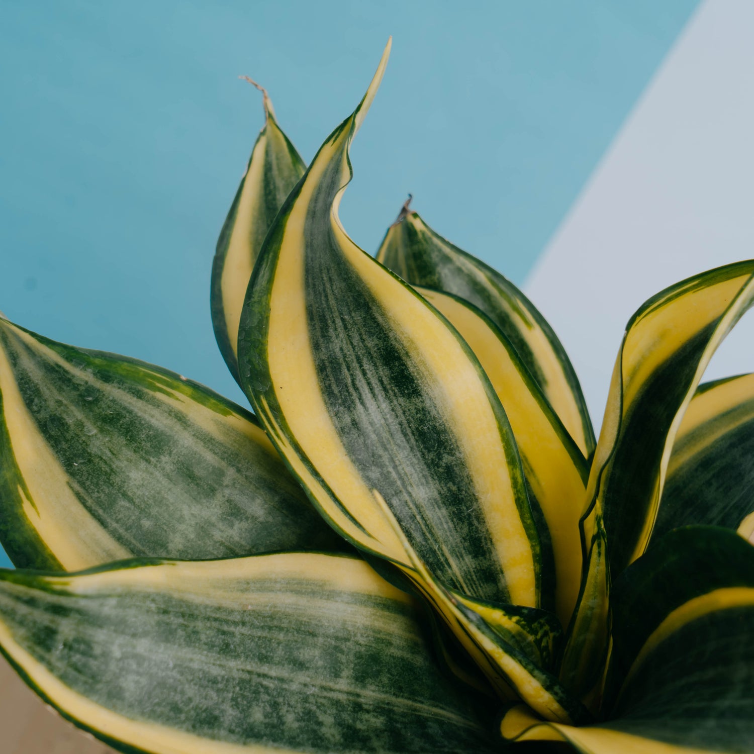 Sansevieria gold banner - Greenspaces.id