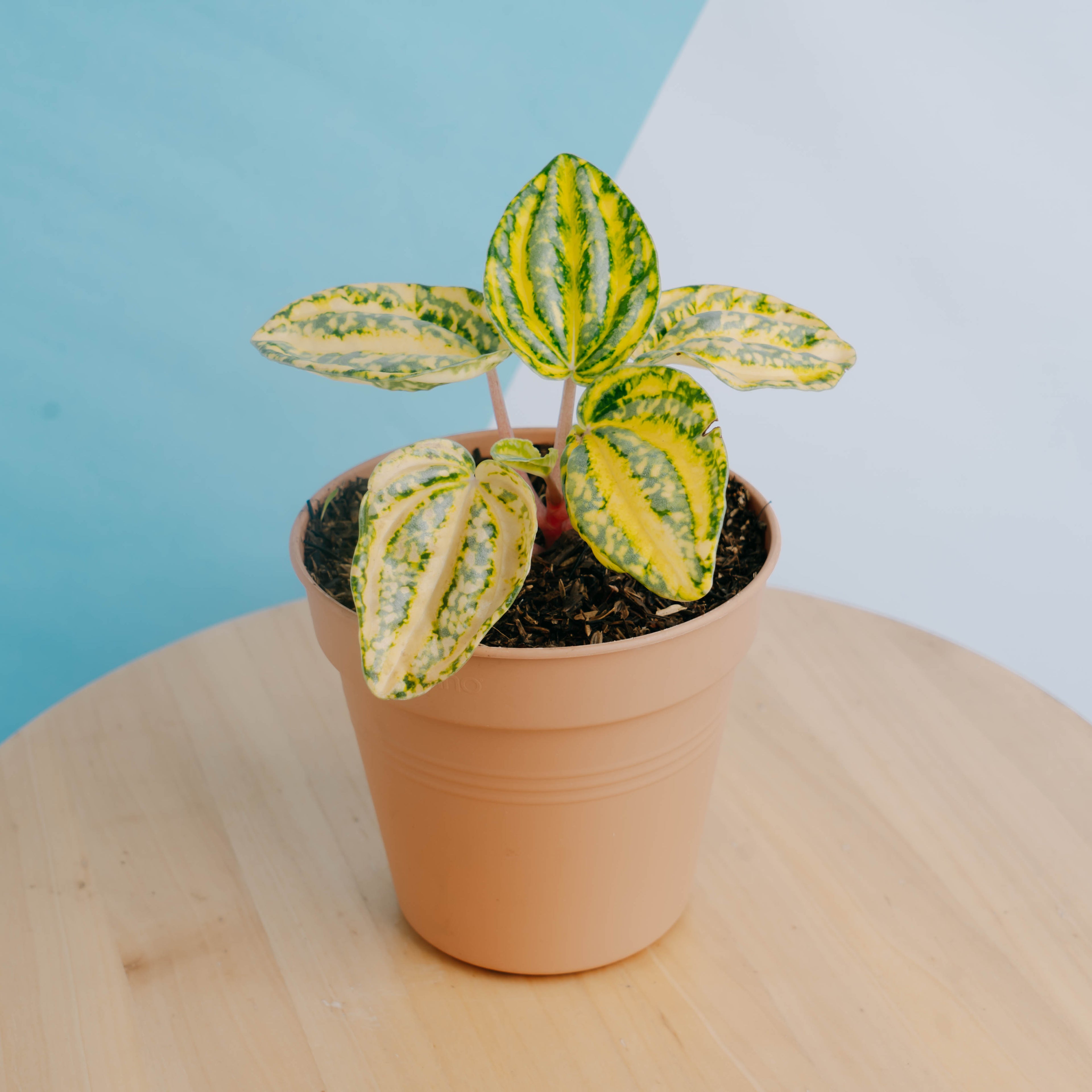 Peperomia starfruit yellow variagated - Greenspaces.id