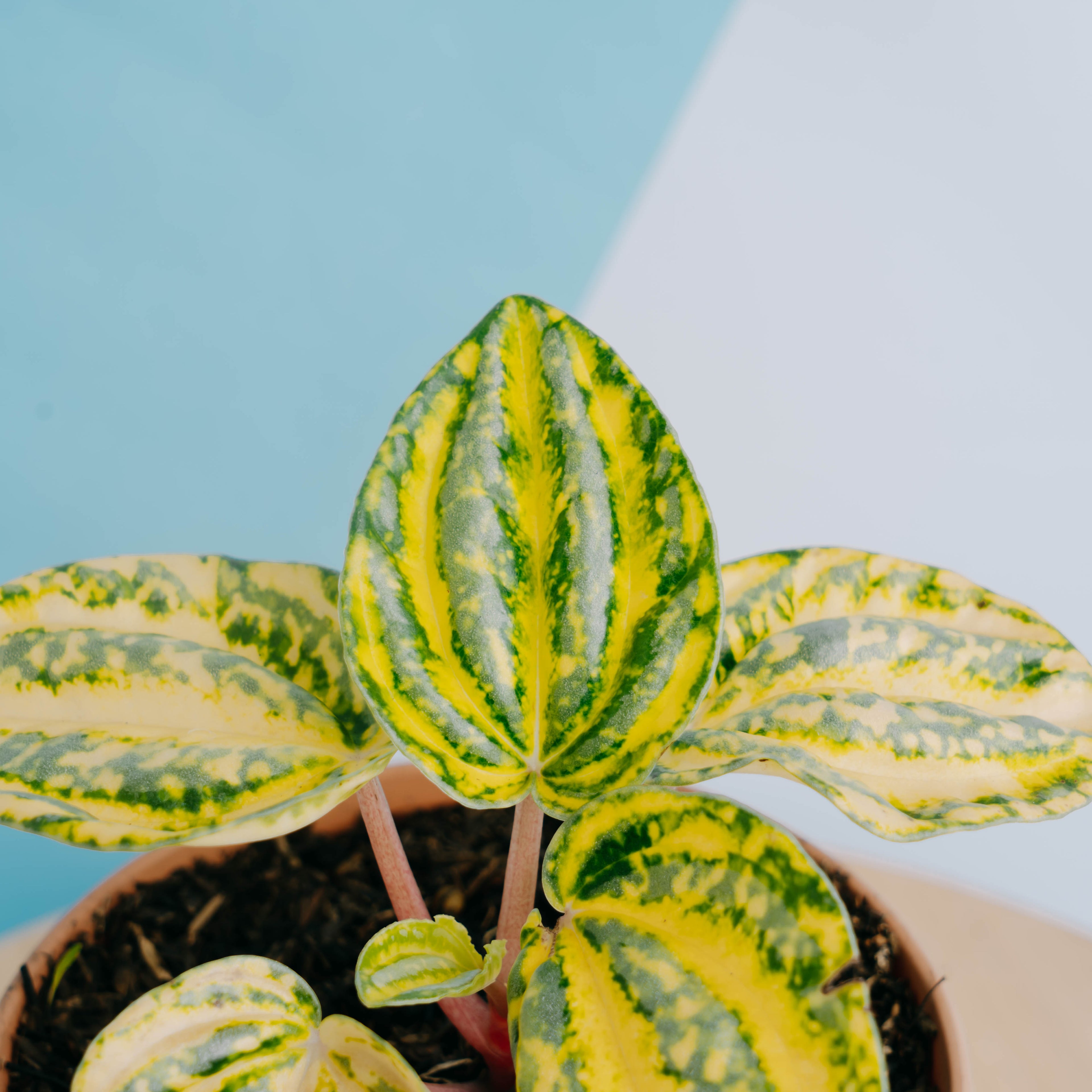 Peperomia starfruit yellow variagated - Greenspaces.id