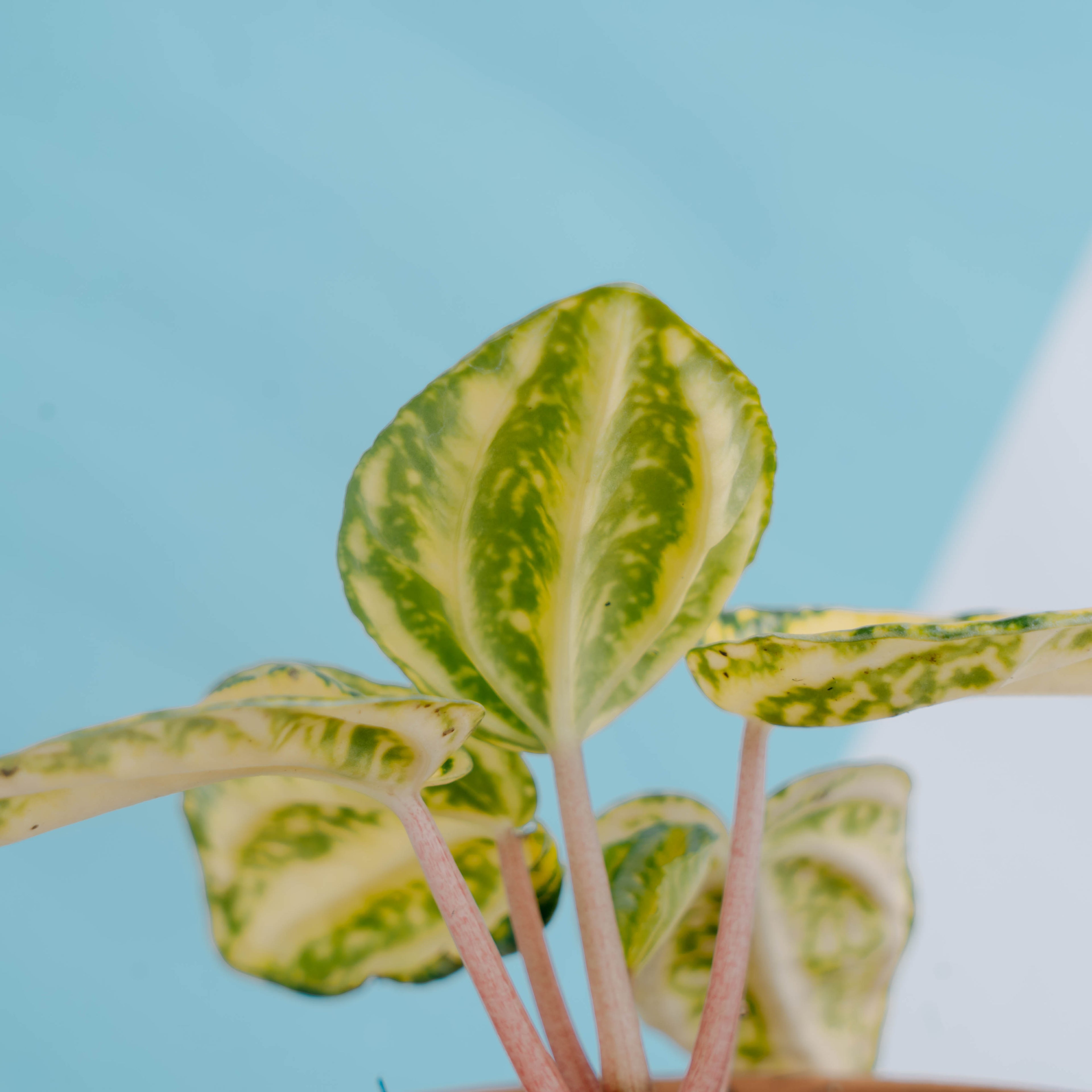 Peperomia starfruit yellow variagated - Greenspaces.id