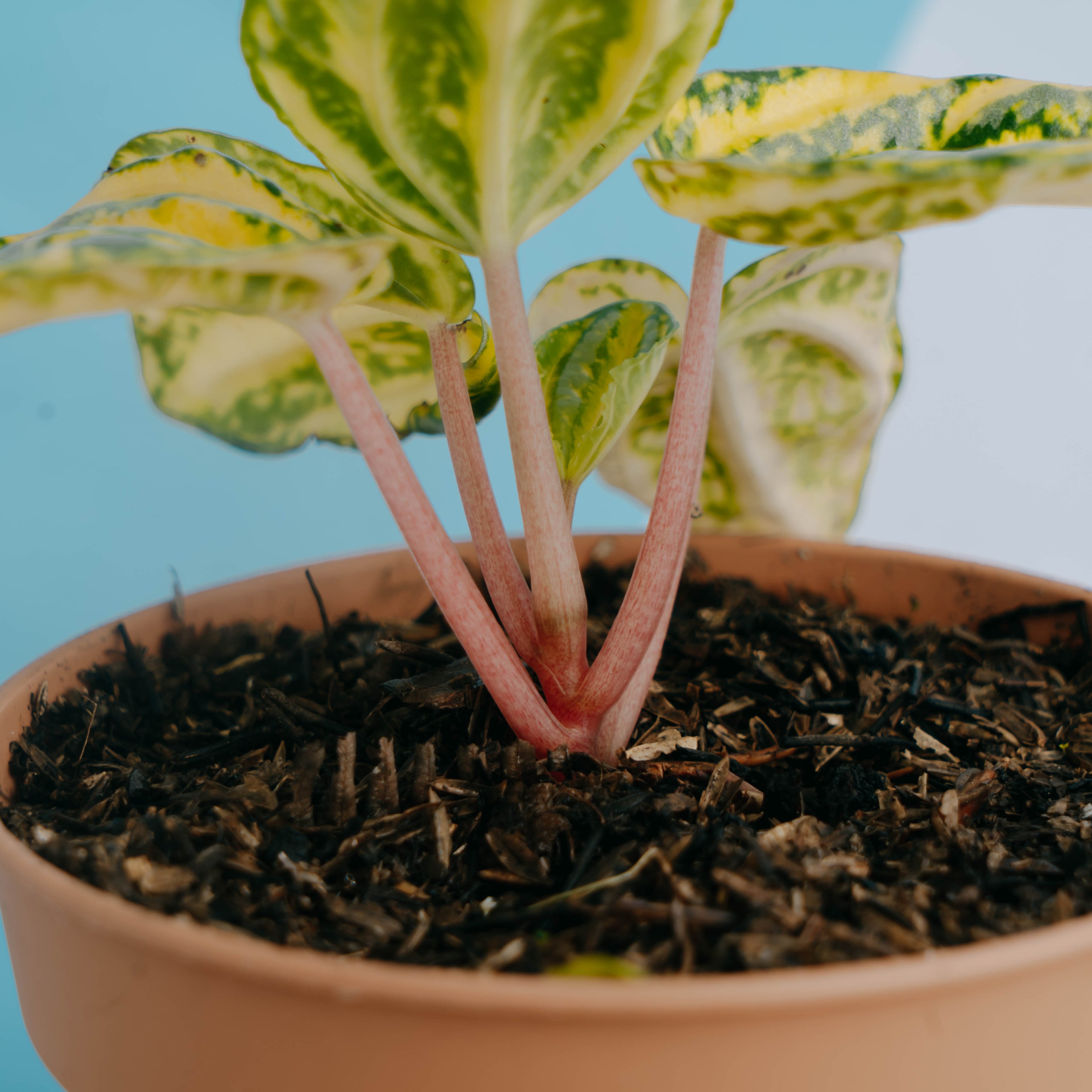 Peperomia starfruit yellow variagated - Greenspaces.id