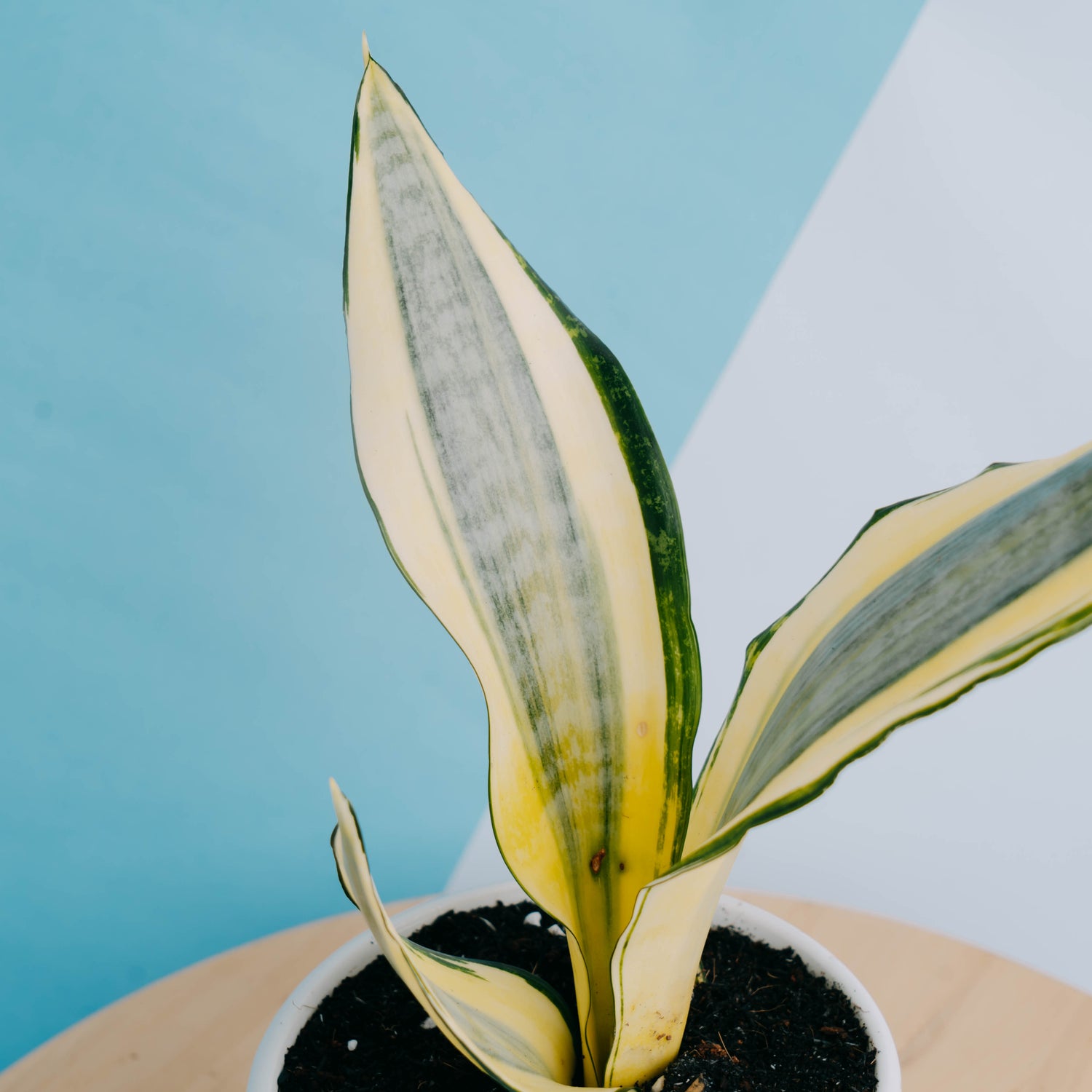 Sansevieria asahi - Greenspaces.id