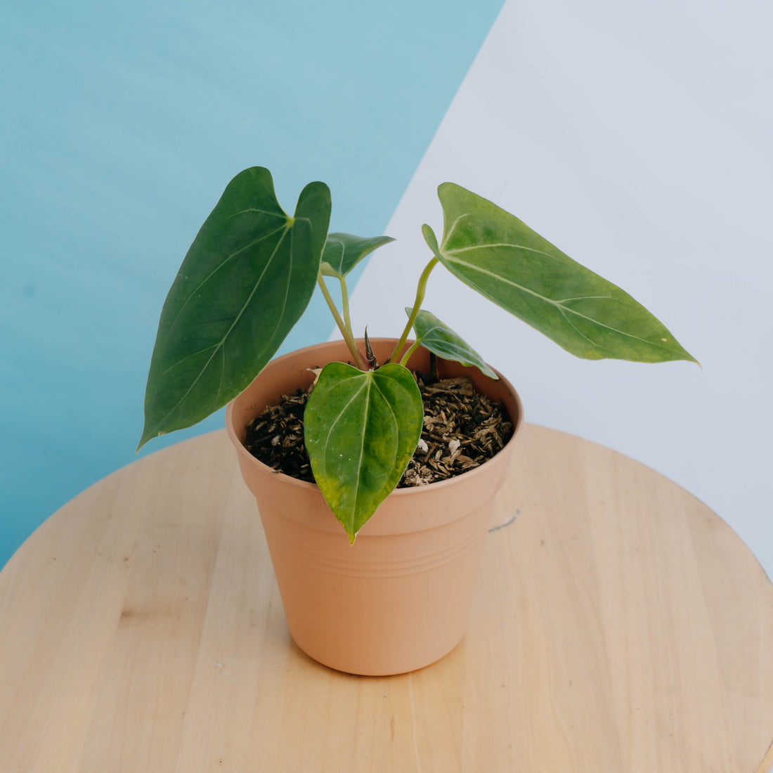 Anthurium king of spades x papillilaminum - Greenspaces.id