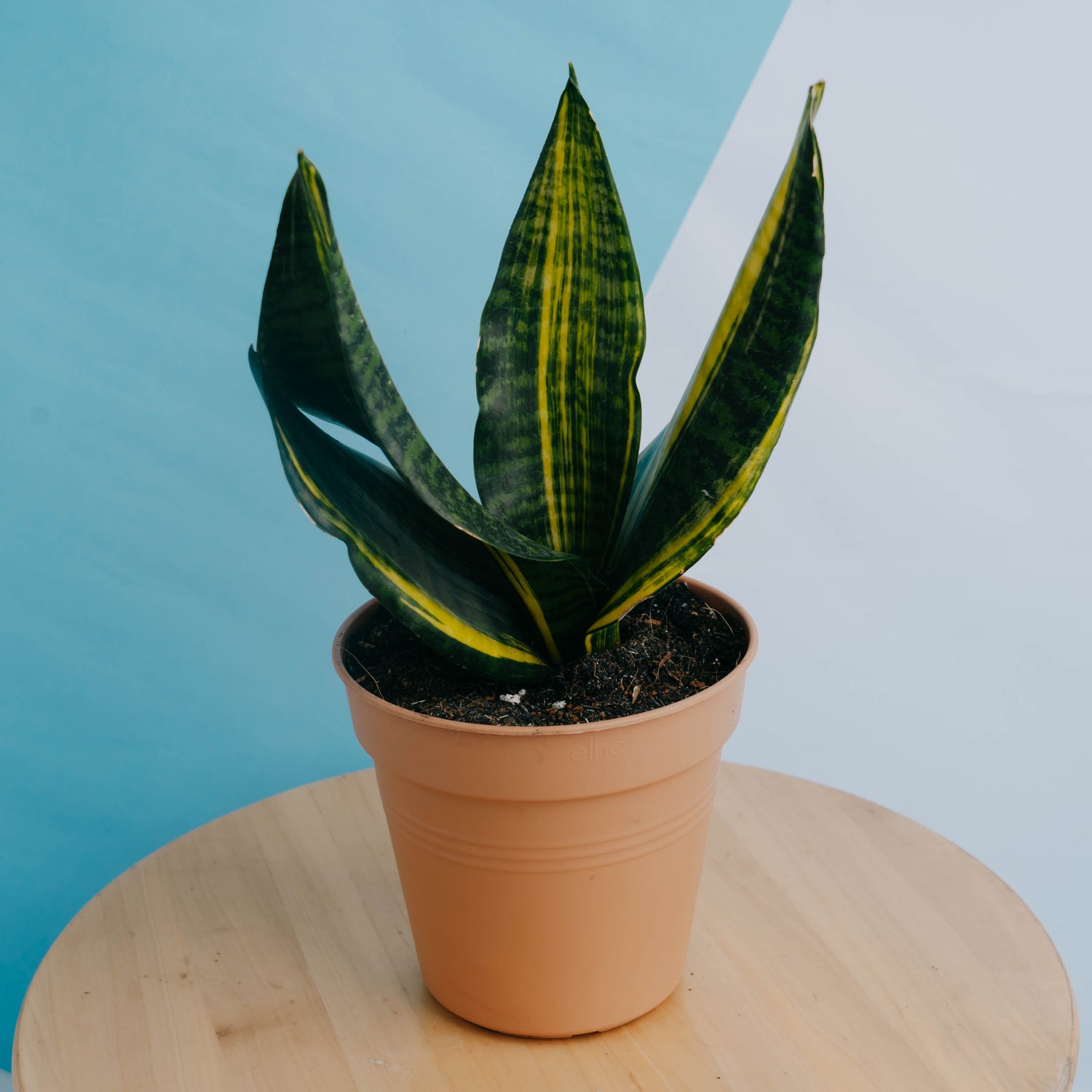 Sansevieria futura variegated - Greenspaces.id