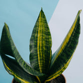 Sansevieria futura variegated - Greenspaces.id