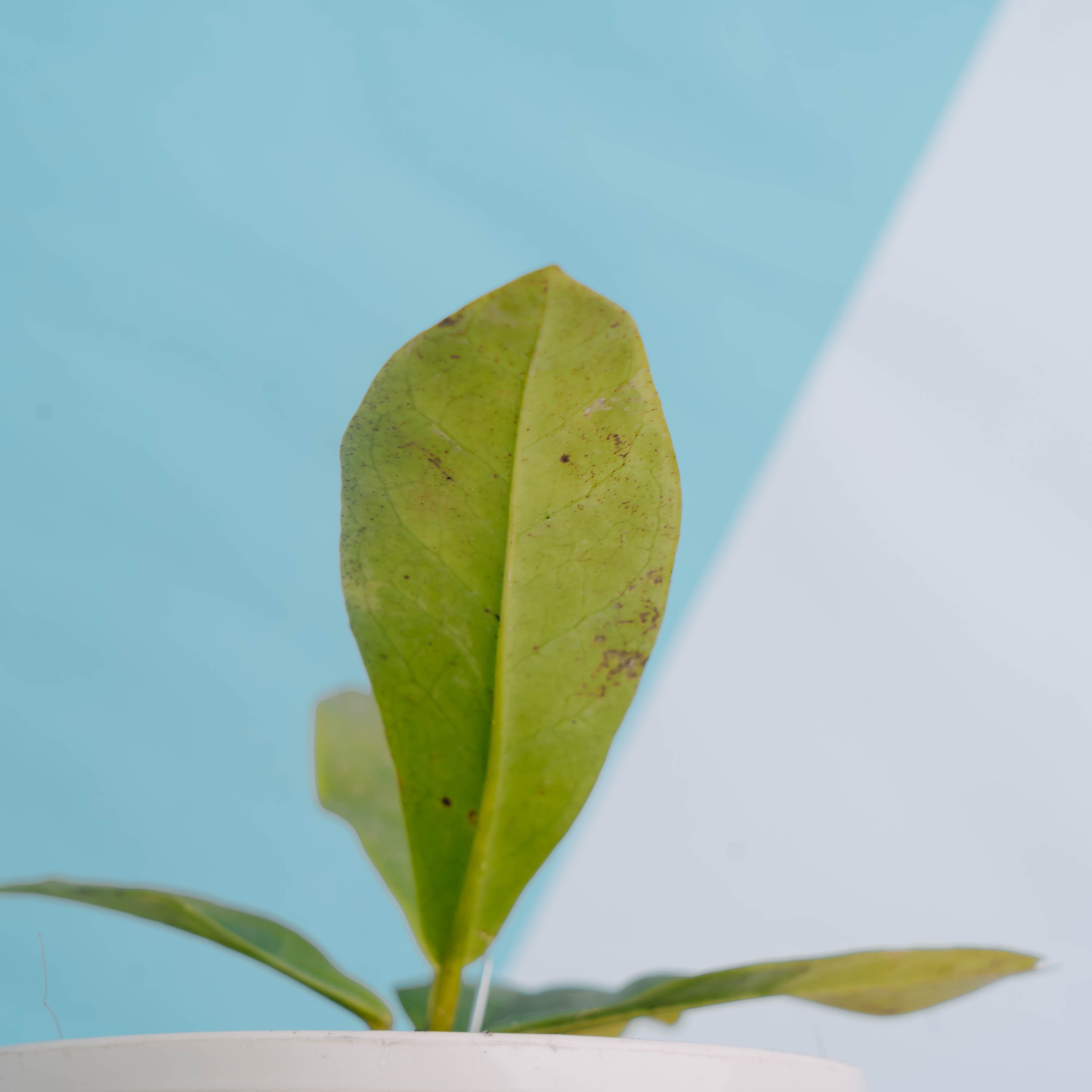 Hoya Mitrata - Greenspaces.id