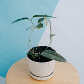 Hoya archboldiana
