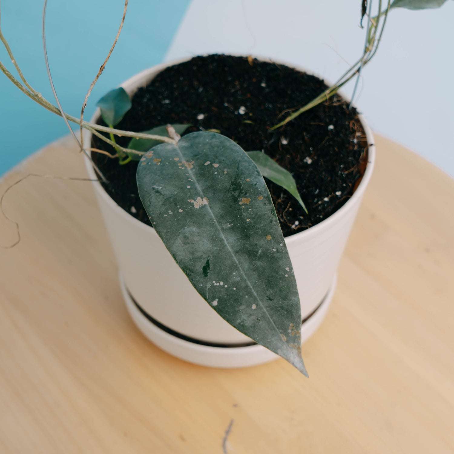 Hoya archboldiana