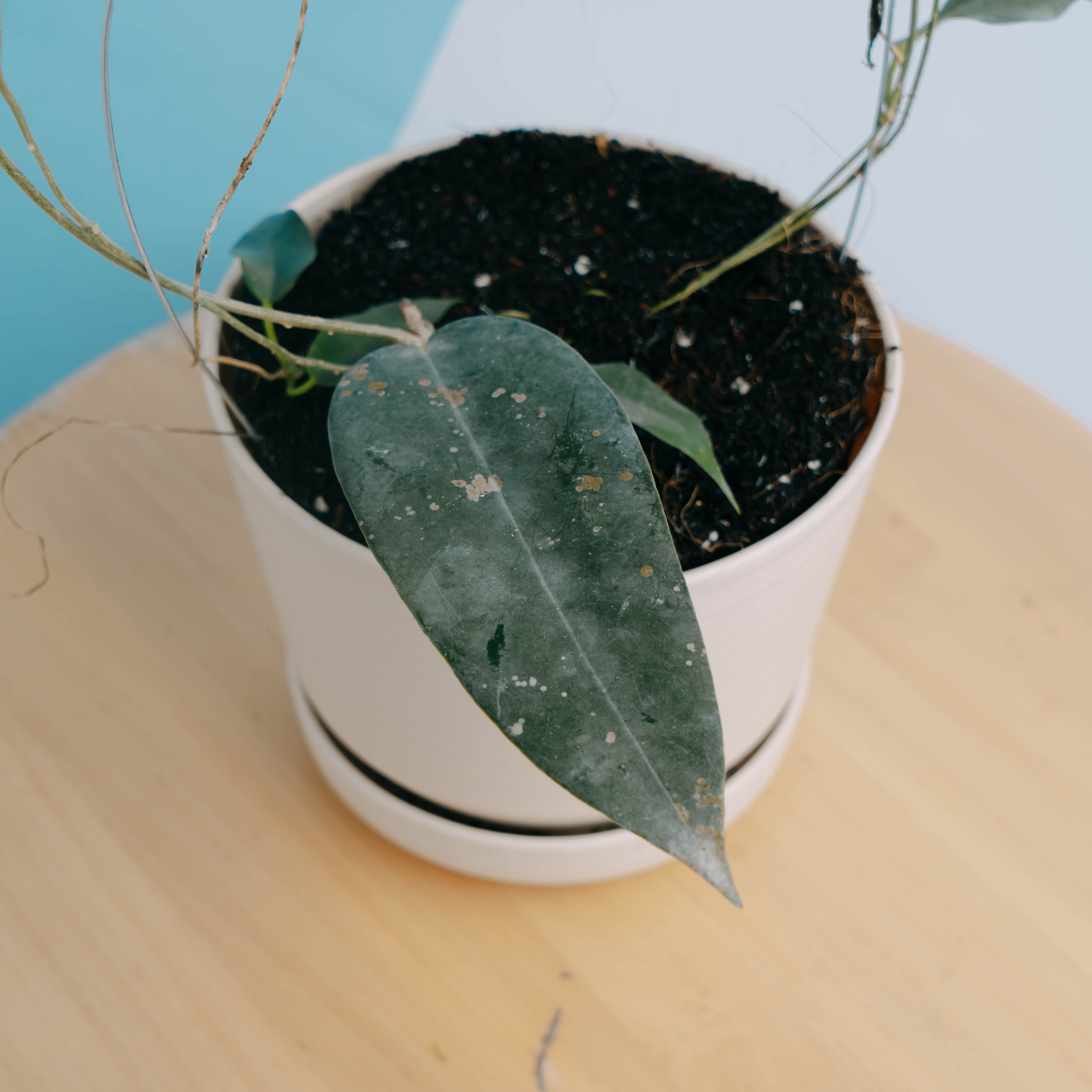 Hoya archboldiana