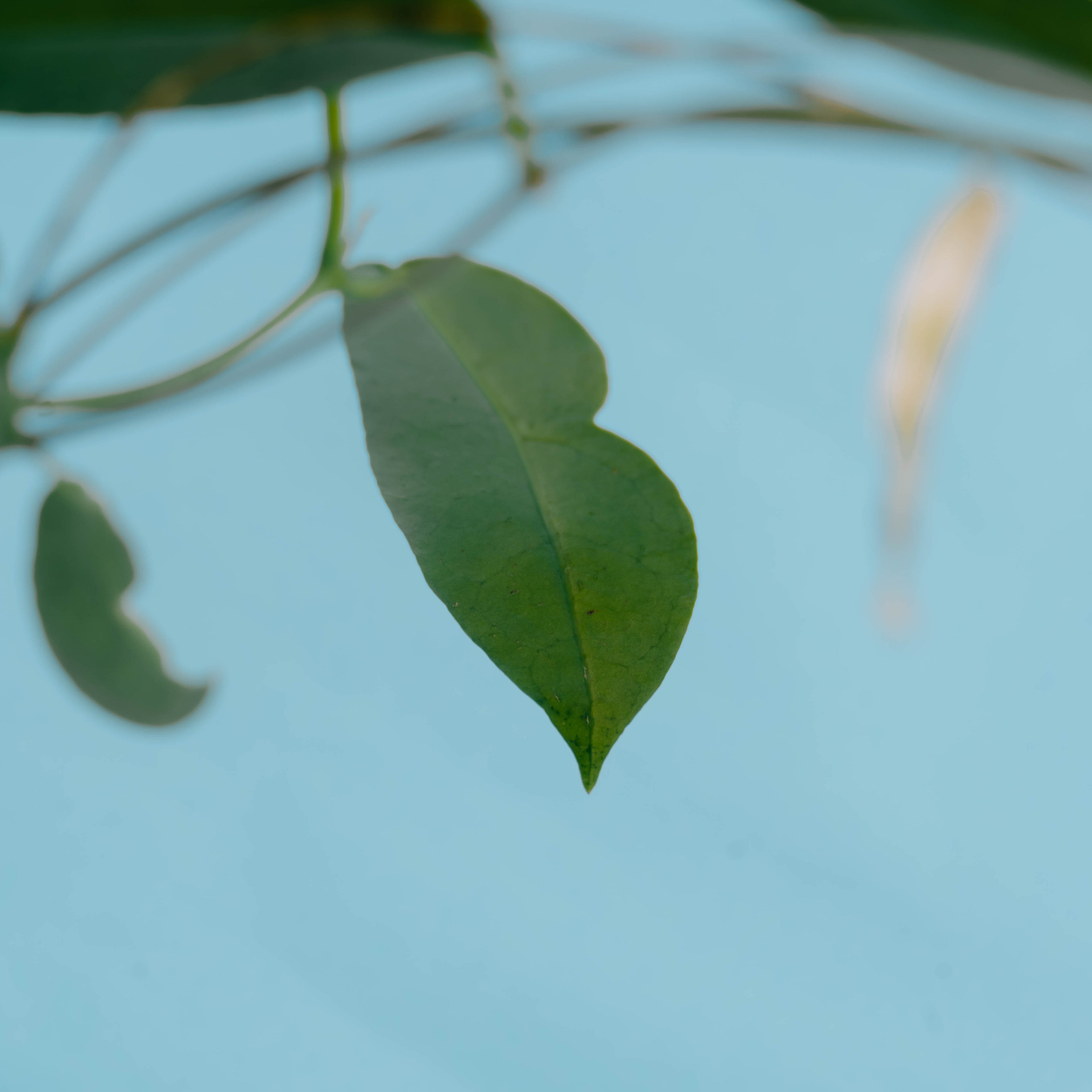 Hoya archboldiana