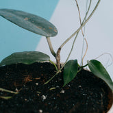 Hoya archboldiana