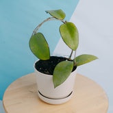 Hoya vitellina black margin - Greenspaces.id