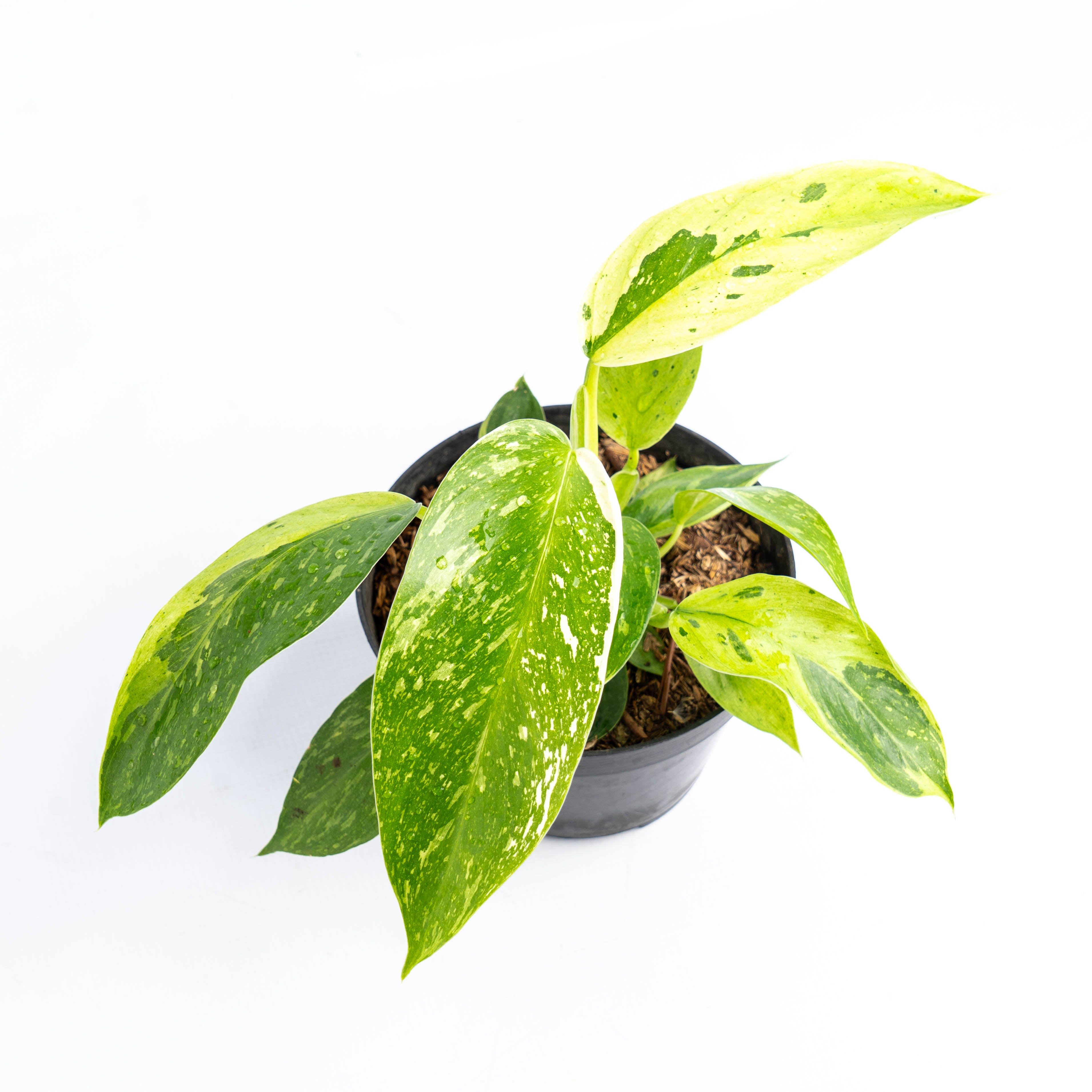 Philodendron Jose Buono