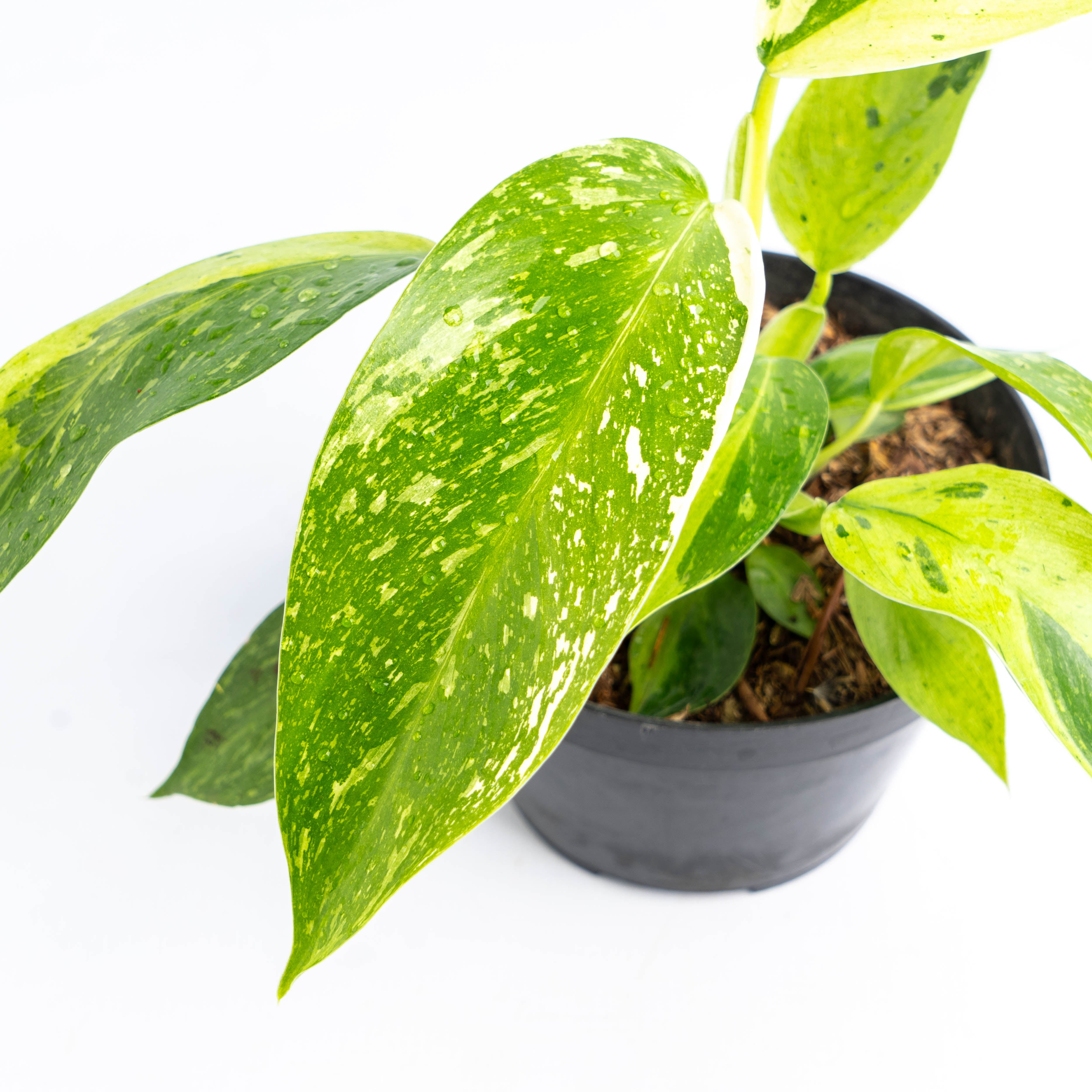 Philodendron Jose Buono