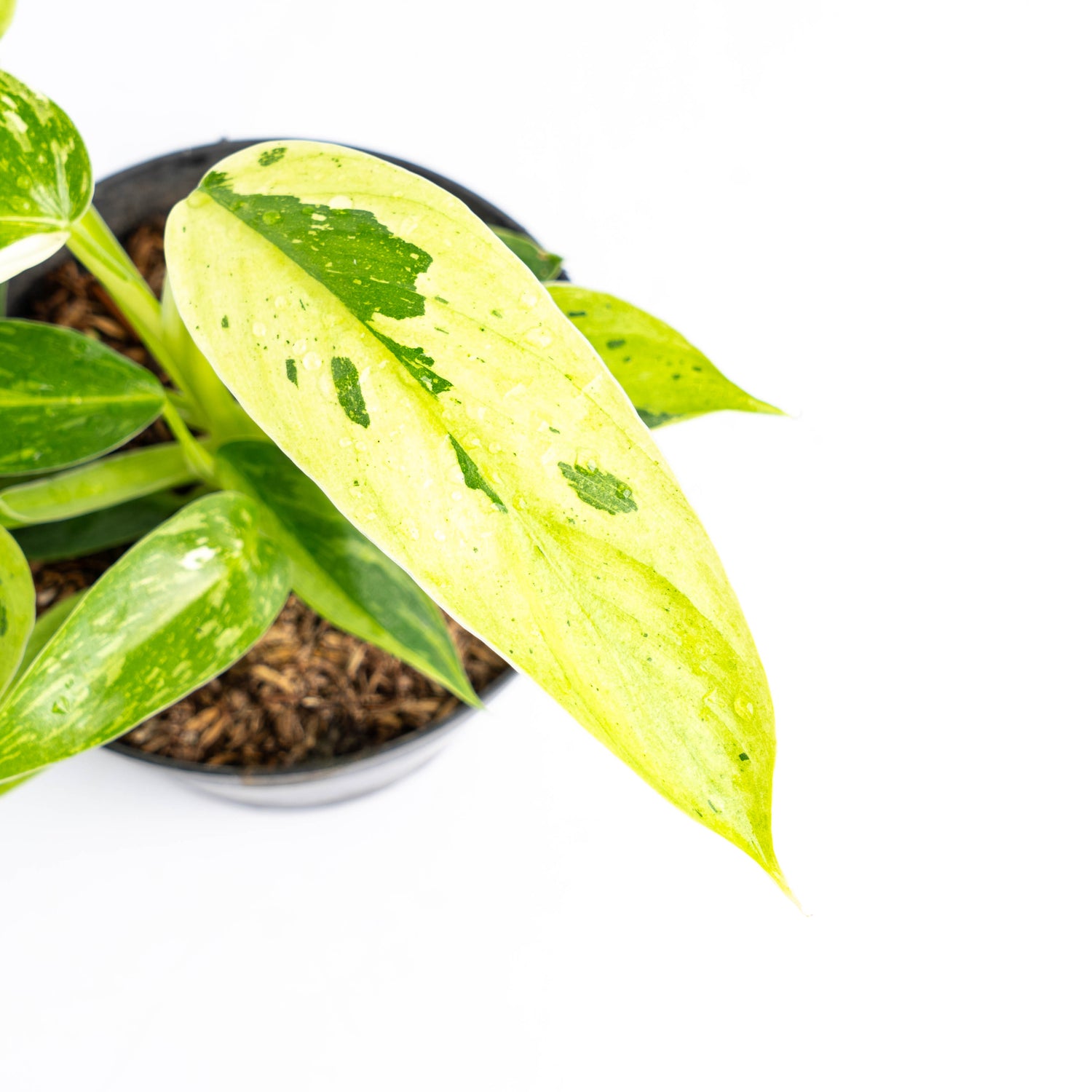 Philodendron Jose Buono