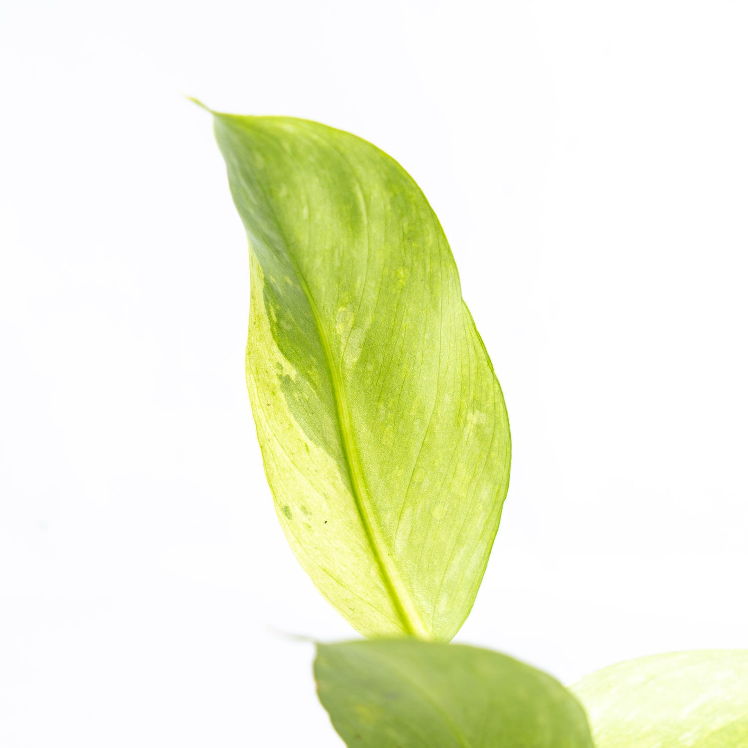 Philodendron Jose Buono