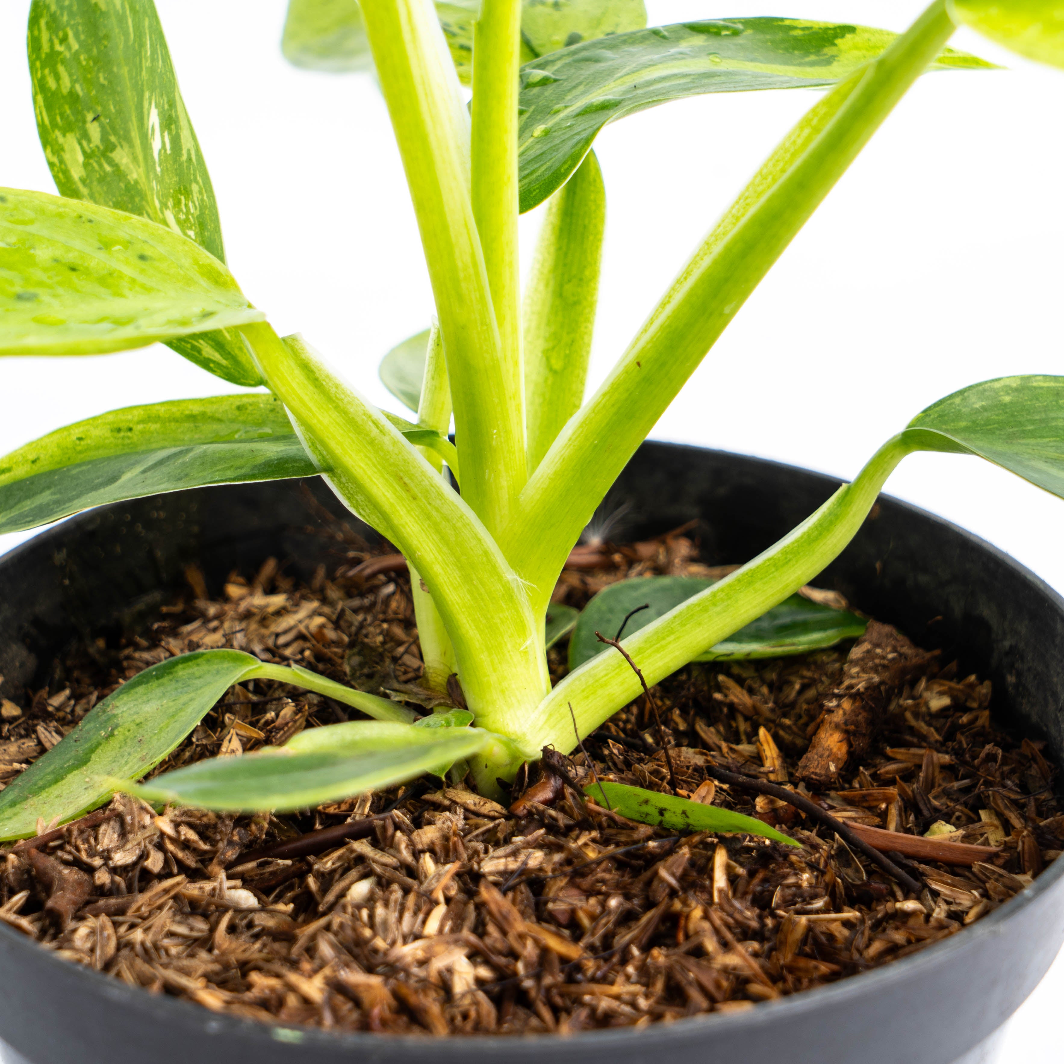 Philodendron Jose Buono