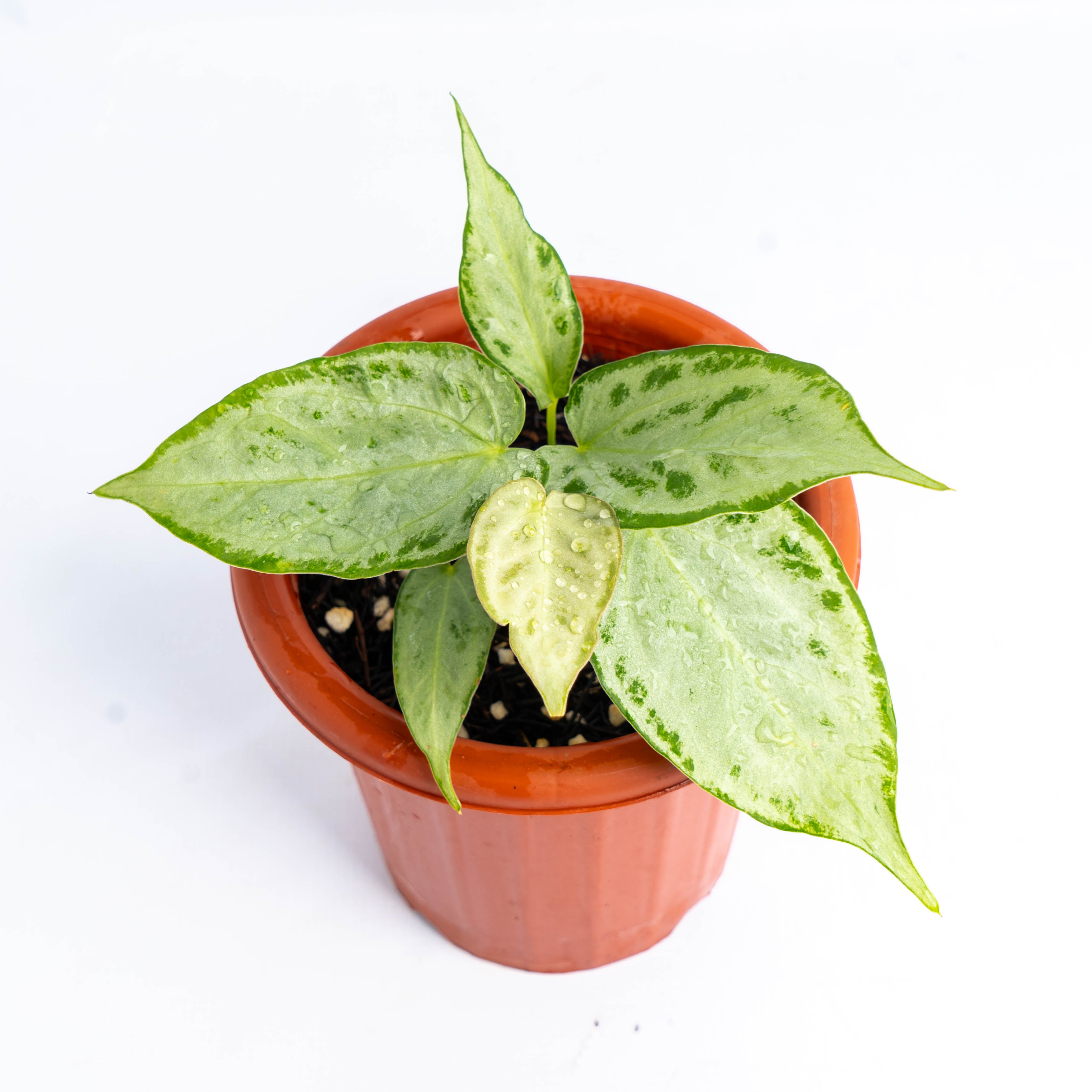 anthurium silver chrome Anthurium silver chrome
