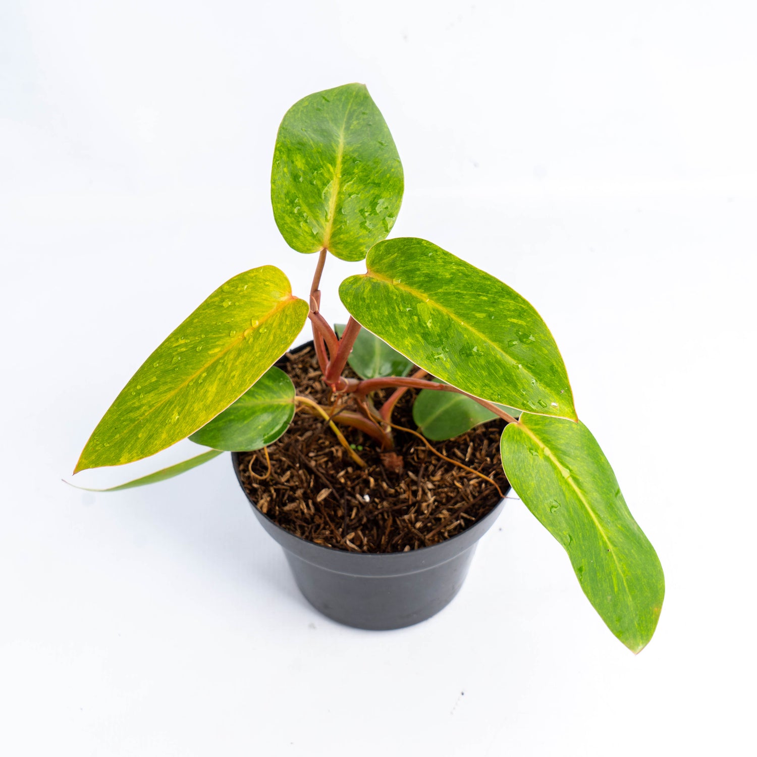 Philodendron Painted Lady