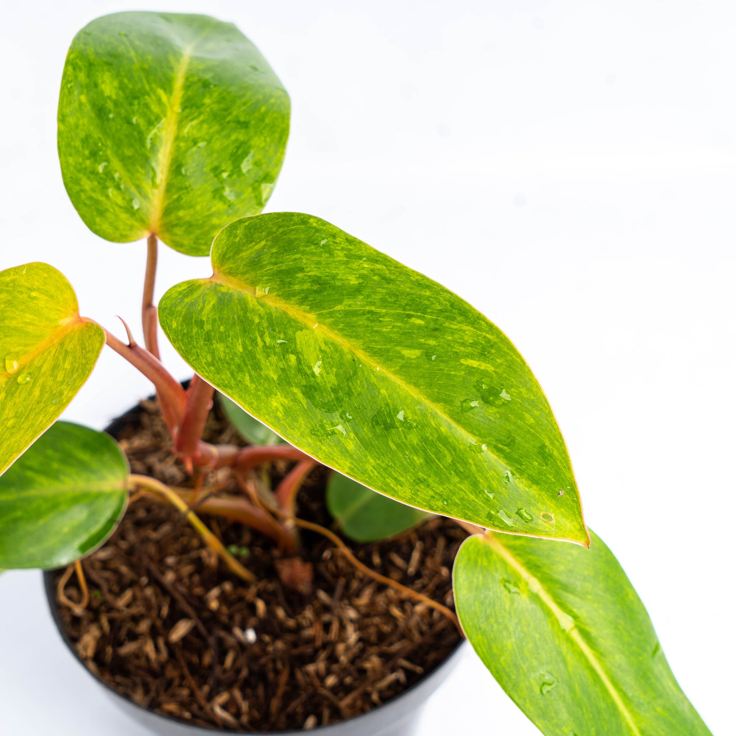 Philodendron Painted Lady