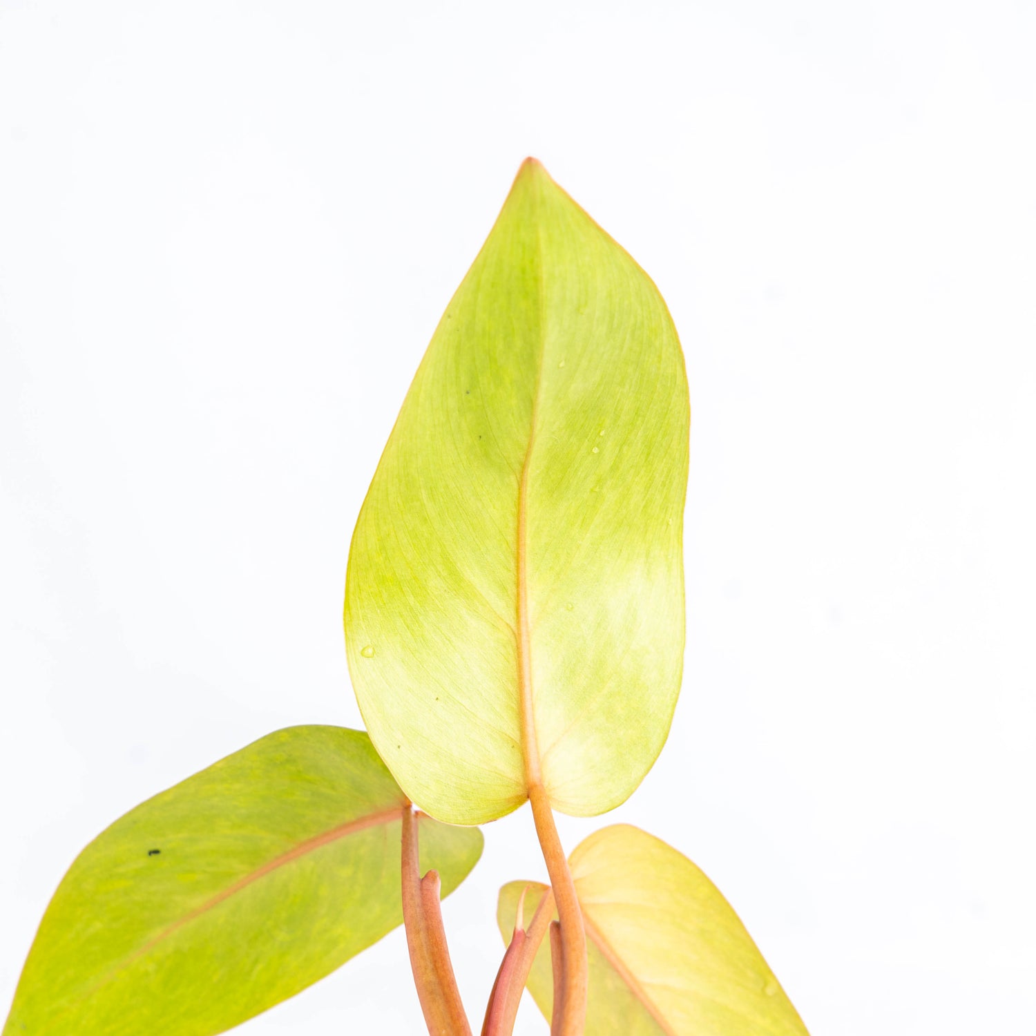 Philodendron Painted Lady