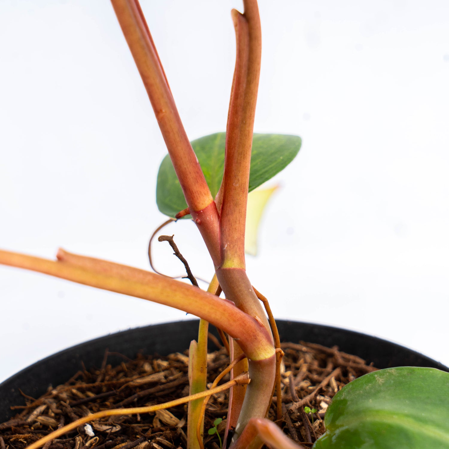 Philodendron Painted Lady