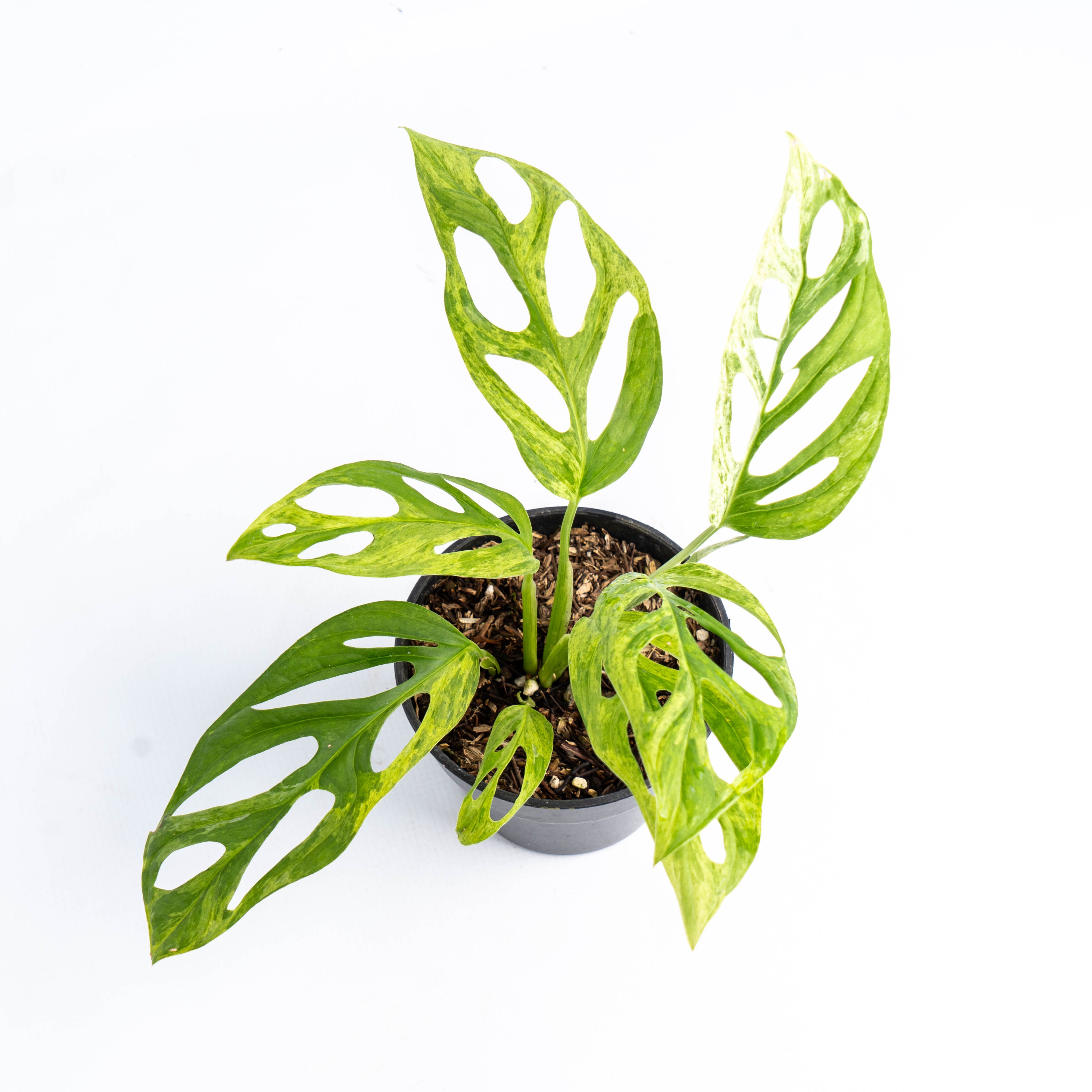 monstera adansonii variegated indonesia Monstera Adansonii Variegated Indonesia