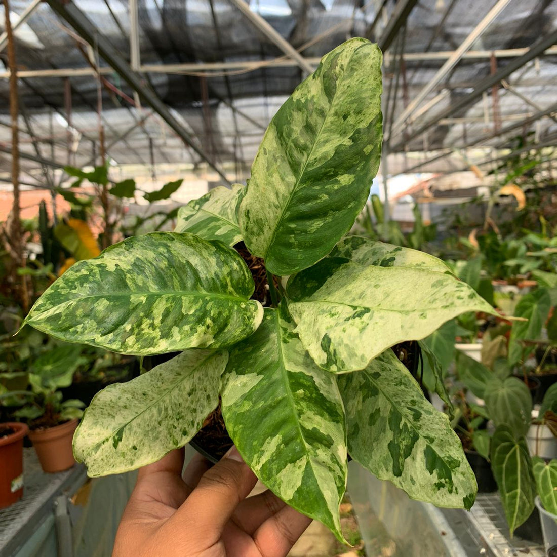 Schimatoglottis Marble Variegated Sp Borneo