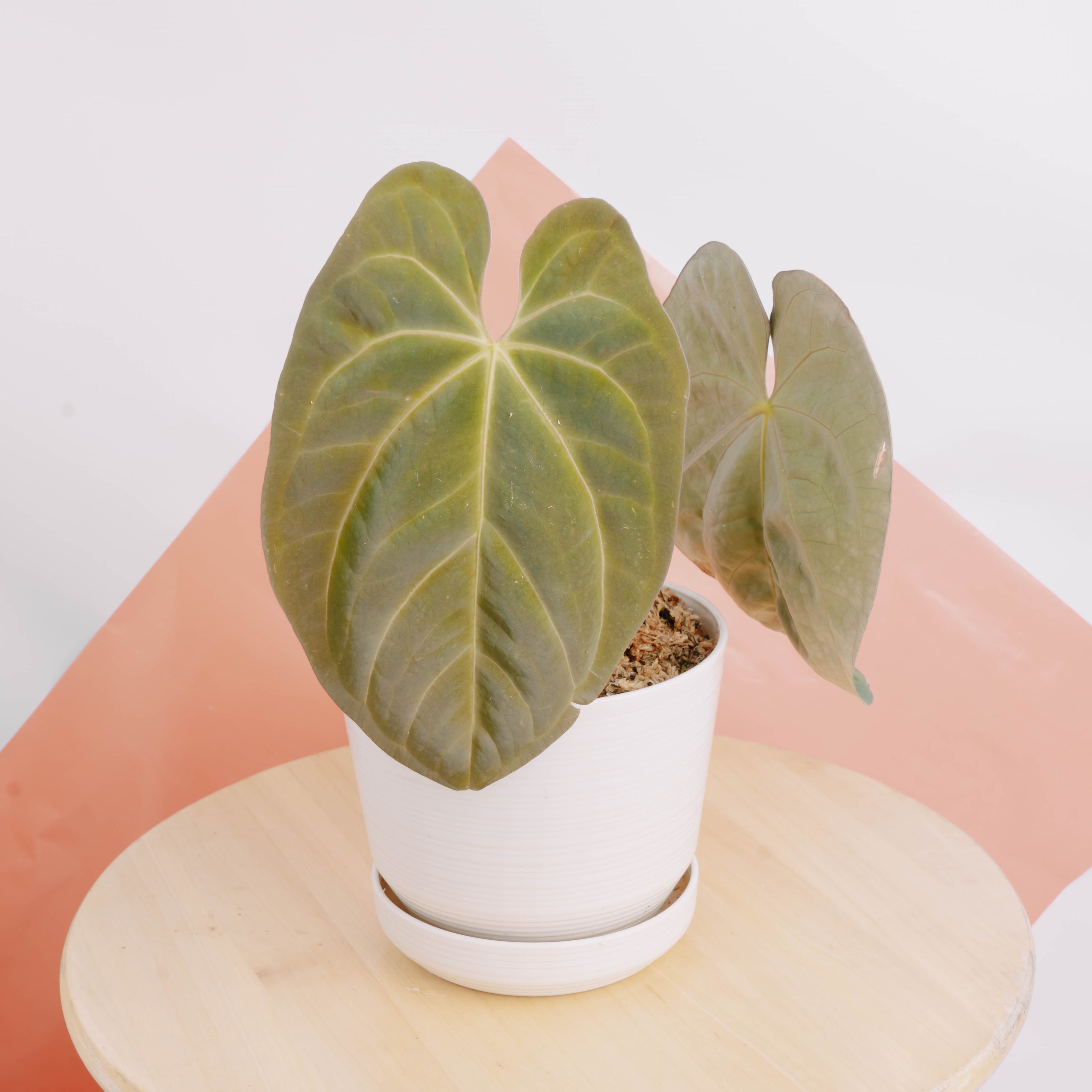 Anthurium hoffmanii Hybrid