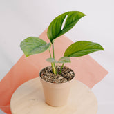 Monstera Pinnatipartita