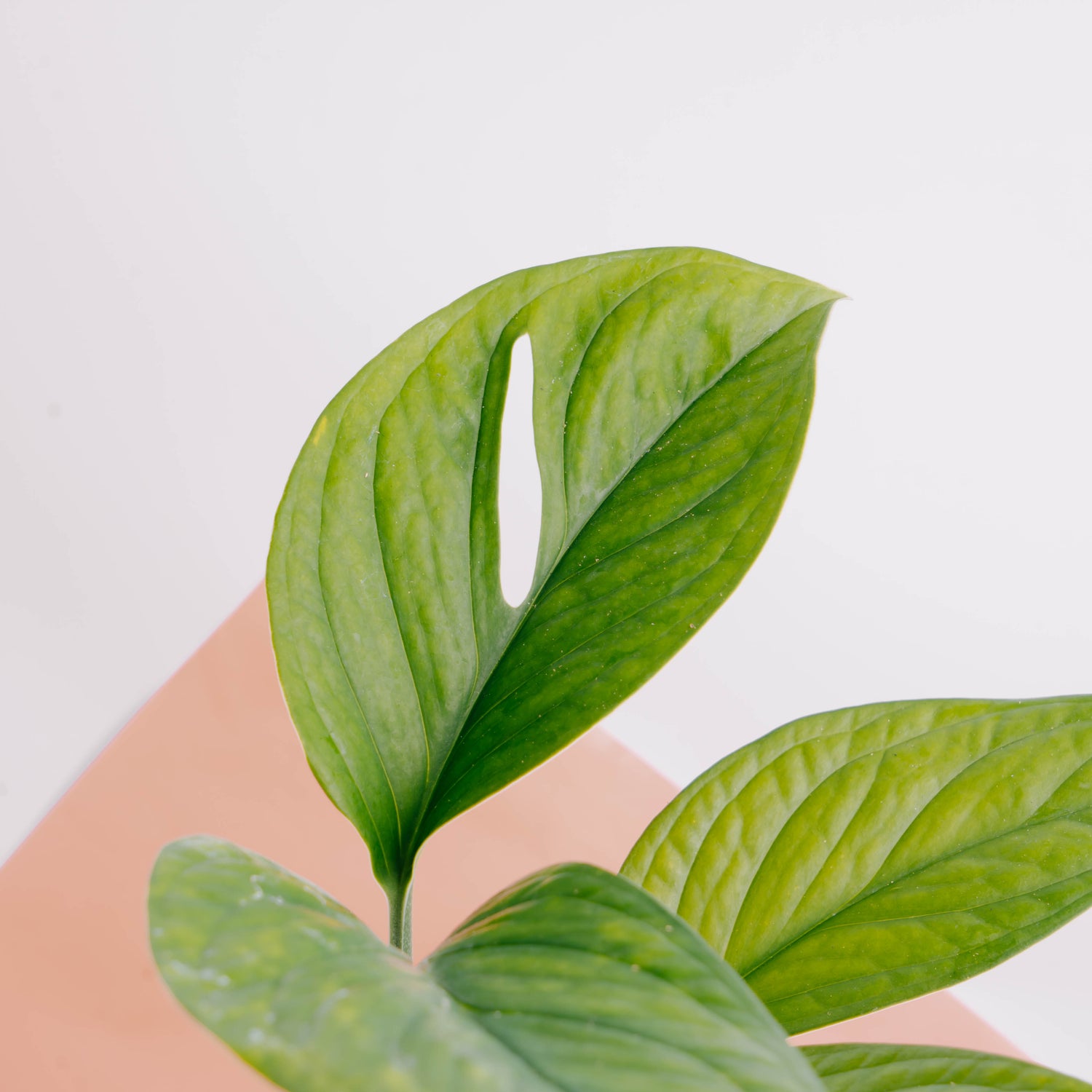 Monstera Pinnatipartita