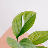 Monstera Pinnatipartita